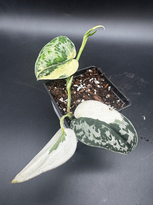 Alle Zimmerpflanzen & Raritten  My Green Rarities