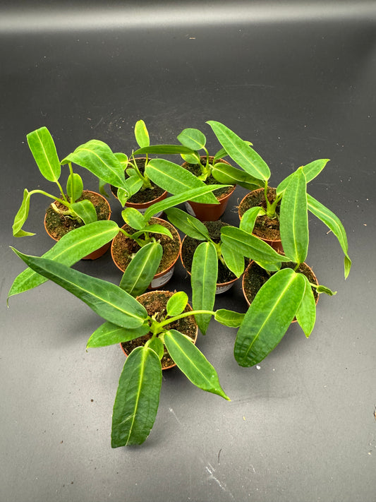 Anthurium Waroqueanum