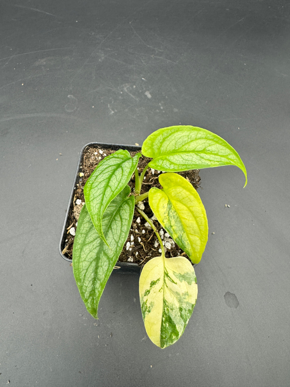 Monstera siltepecana Aurea