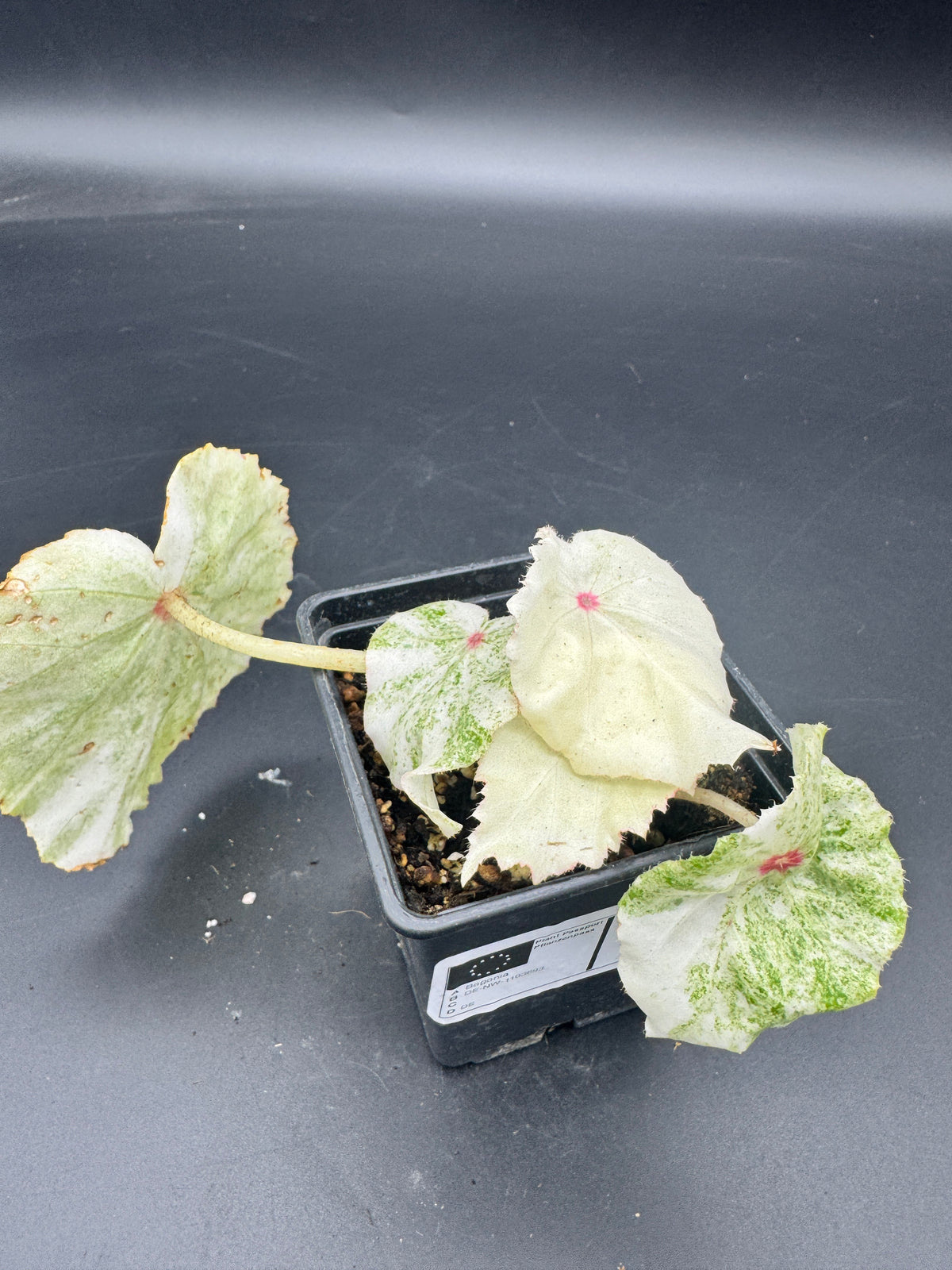 Begonia Rouge variegata