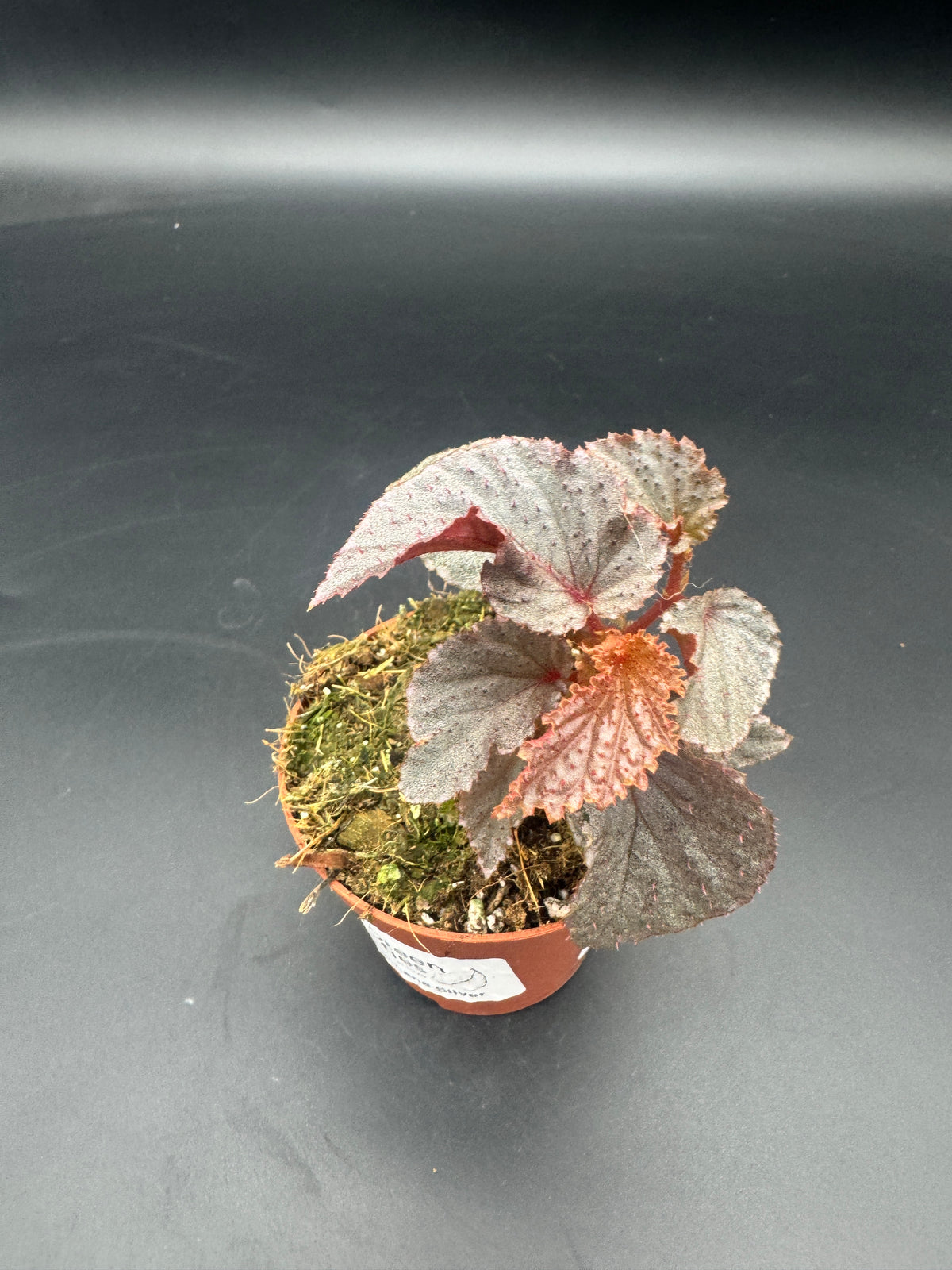 Begonia Lamriana Silver