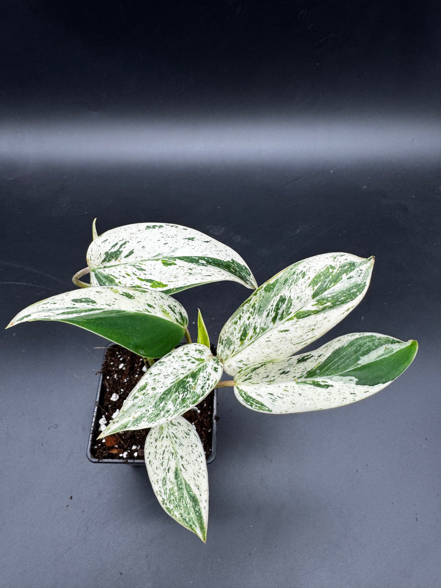 Philodendron Emerald Queen Varia