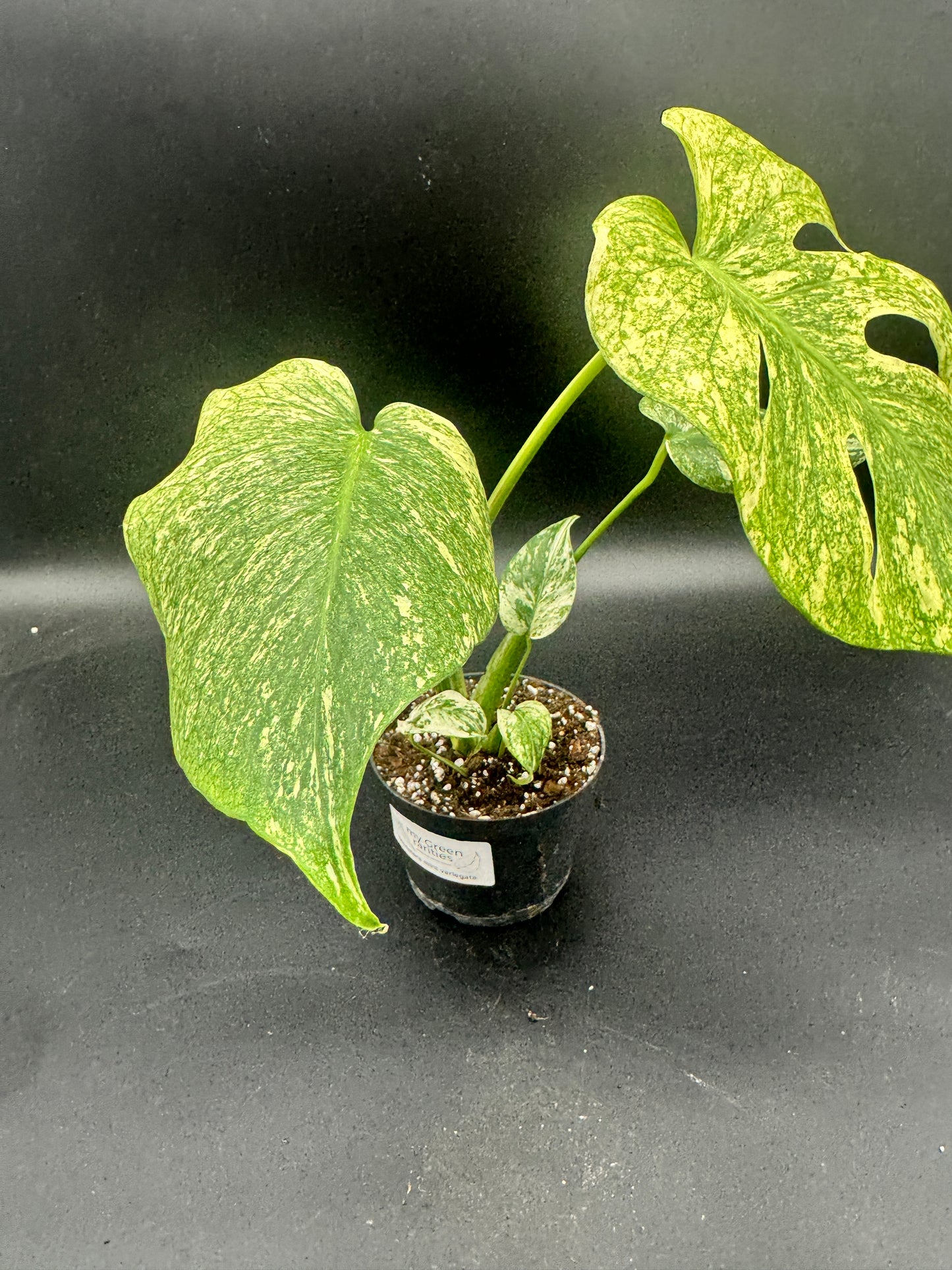 Monstera Mint variegata