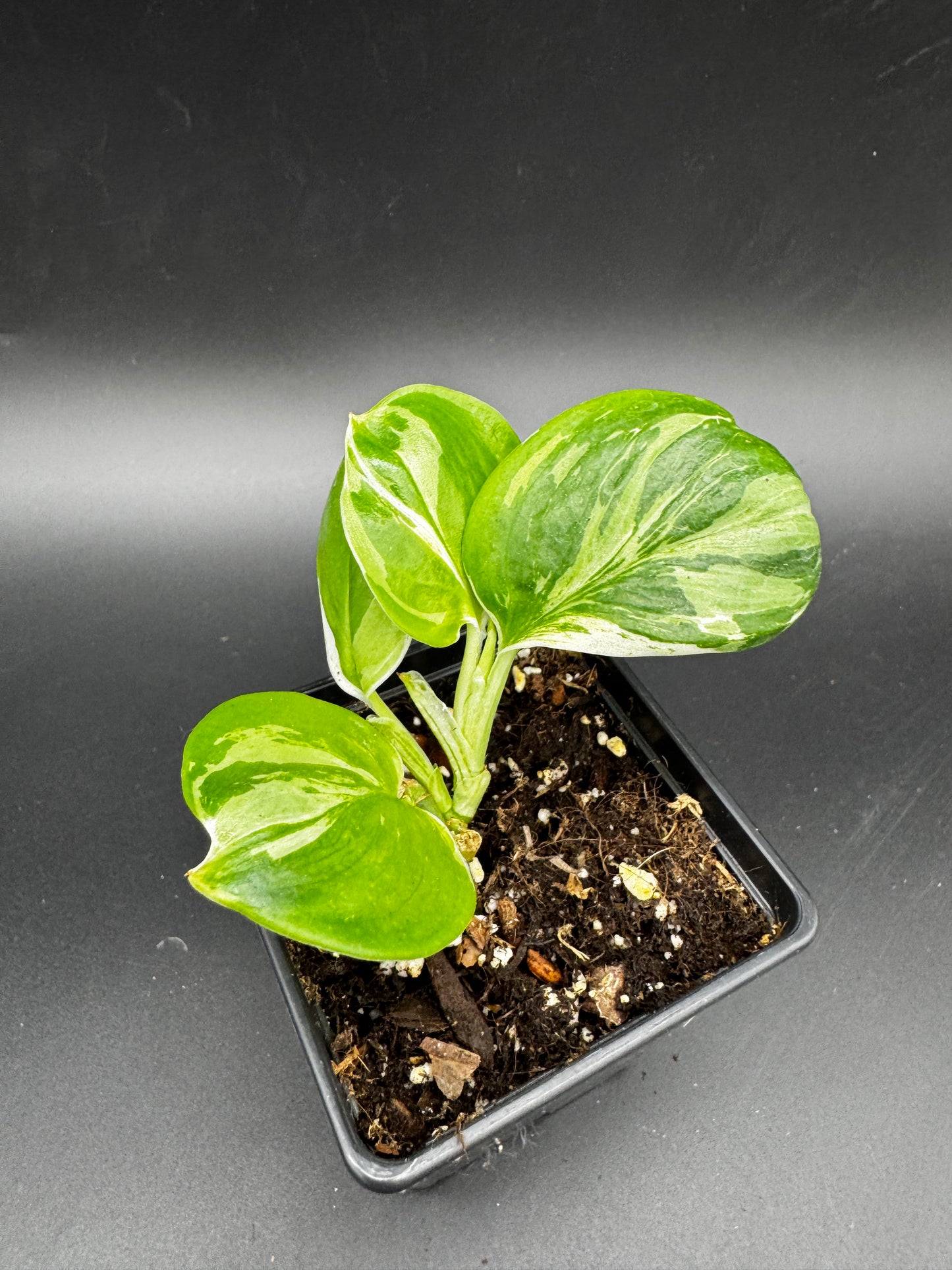 Scindapsus treubii moonlight variegata.