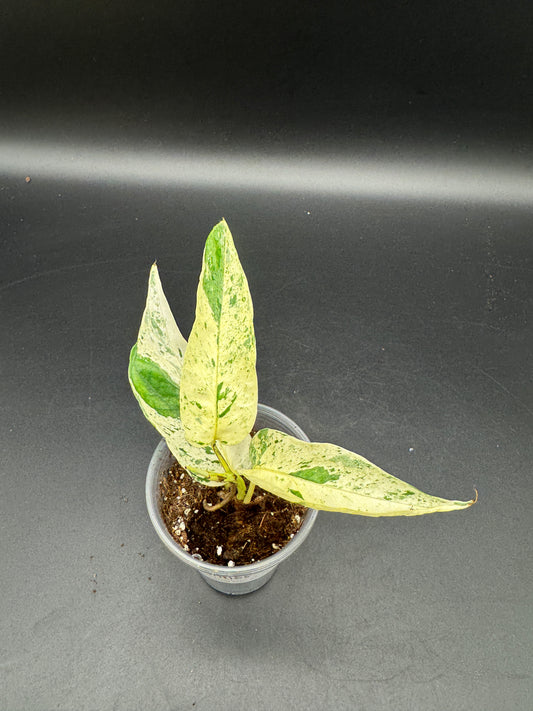 Epipremnum pinnatum Cebu Blue Marble variegata