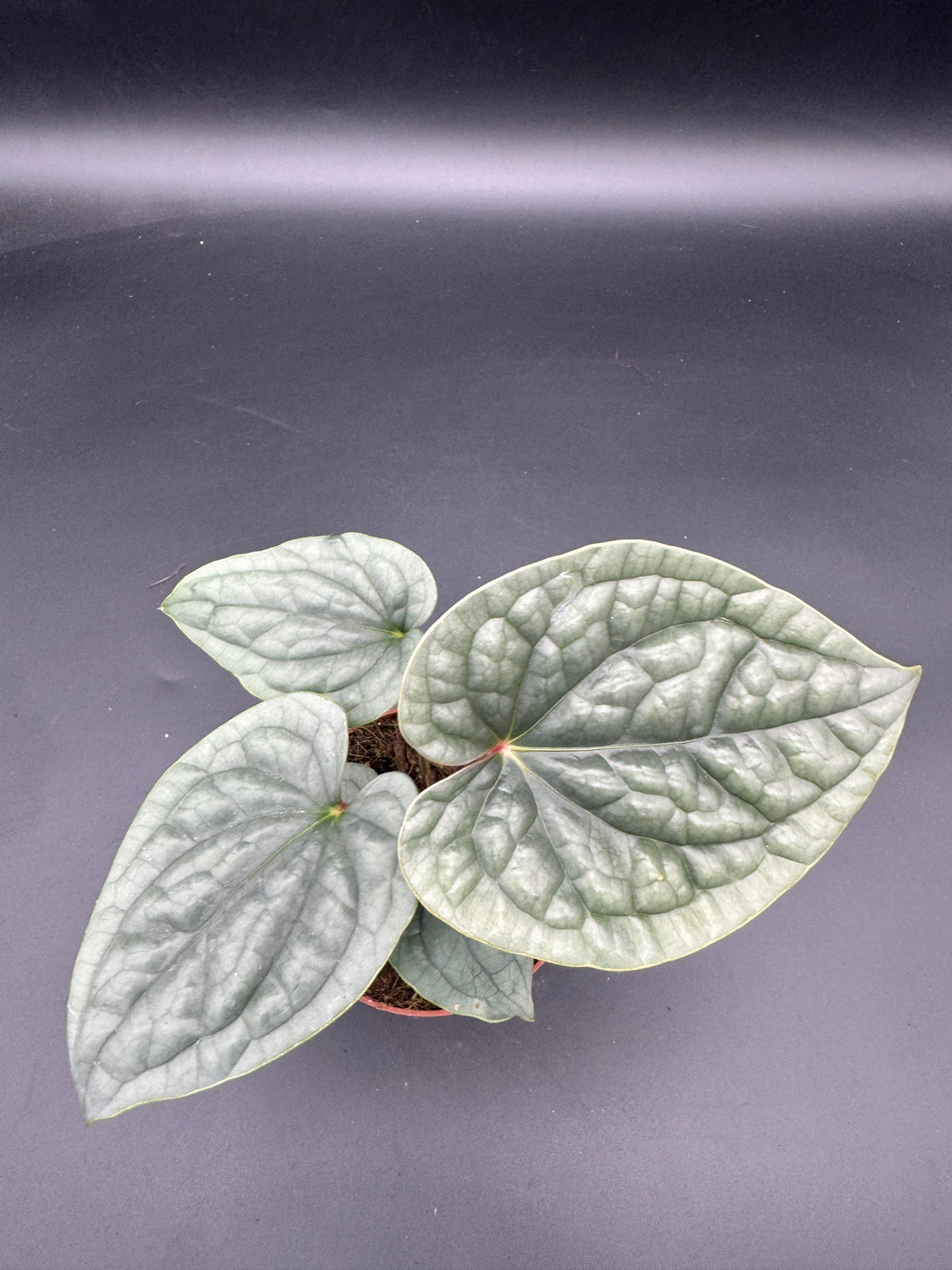 Anthurium Luxurians