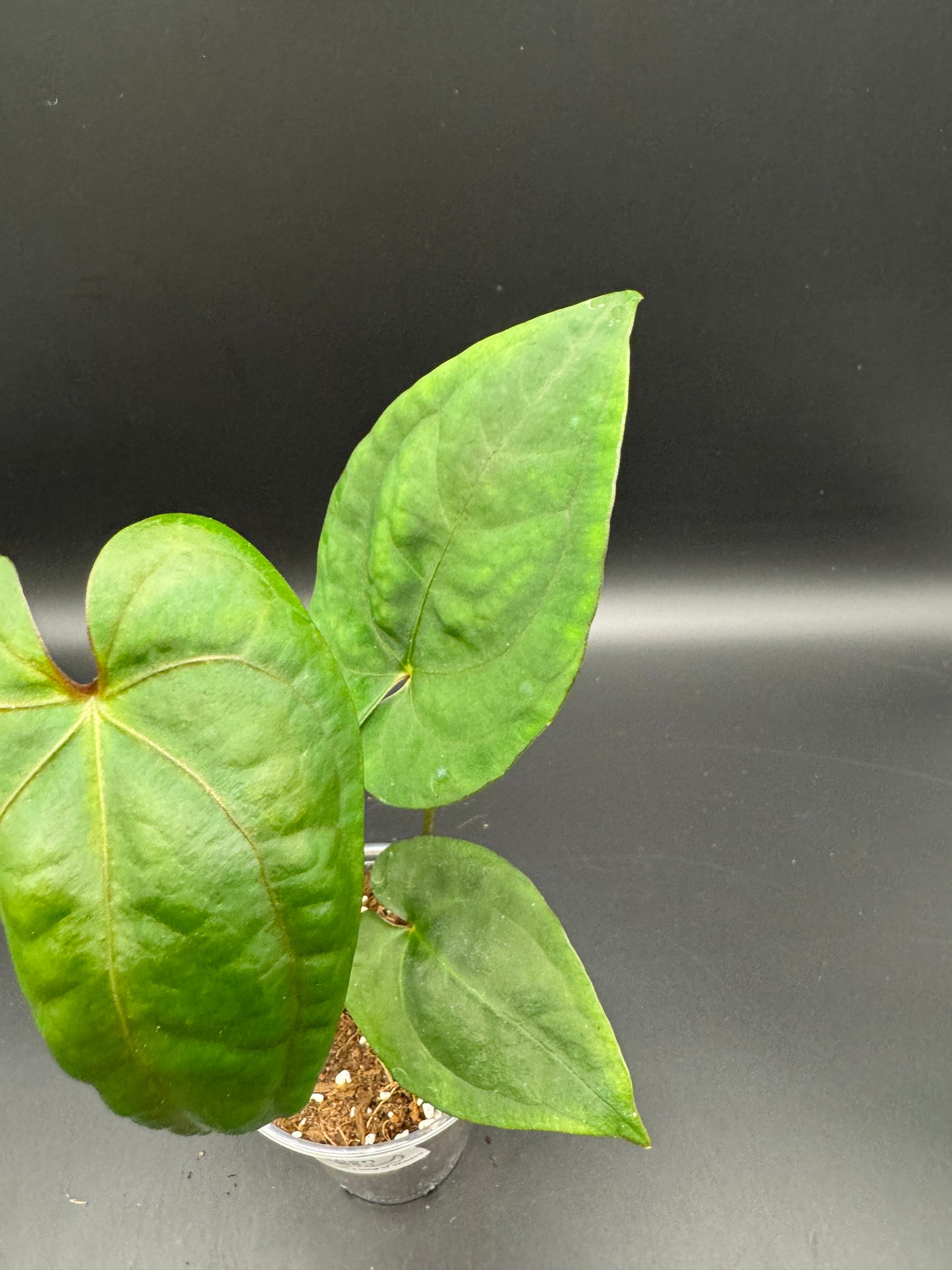 anthurium papillilaminum x king of spades