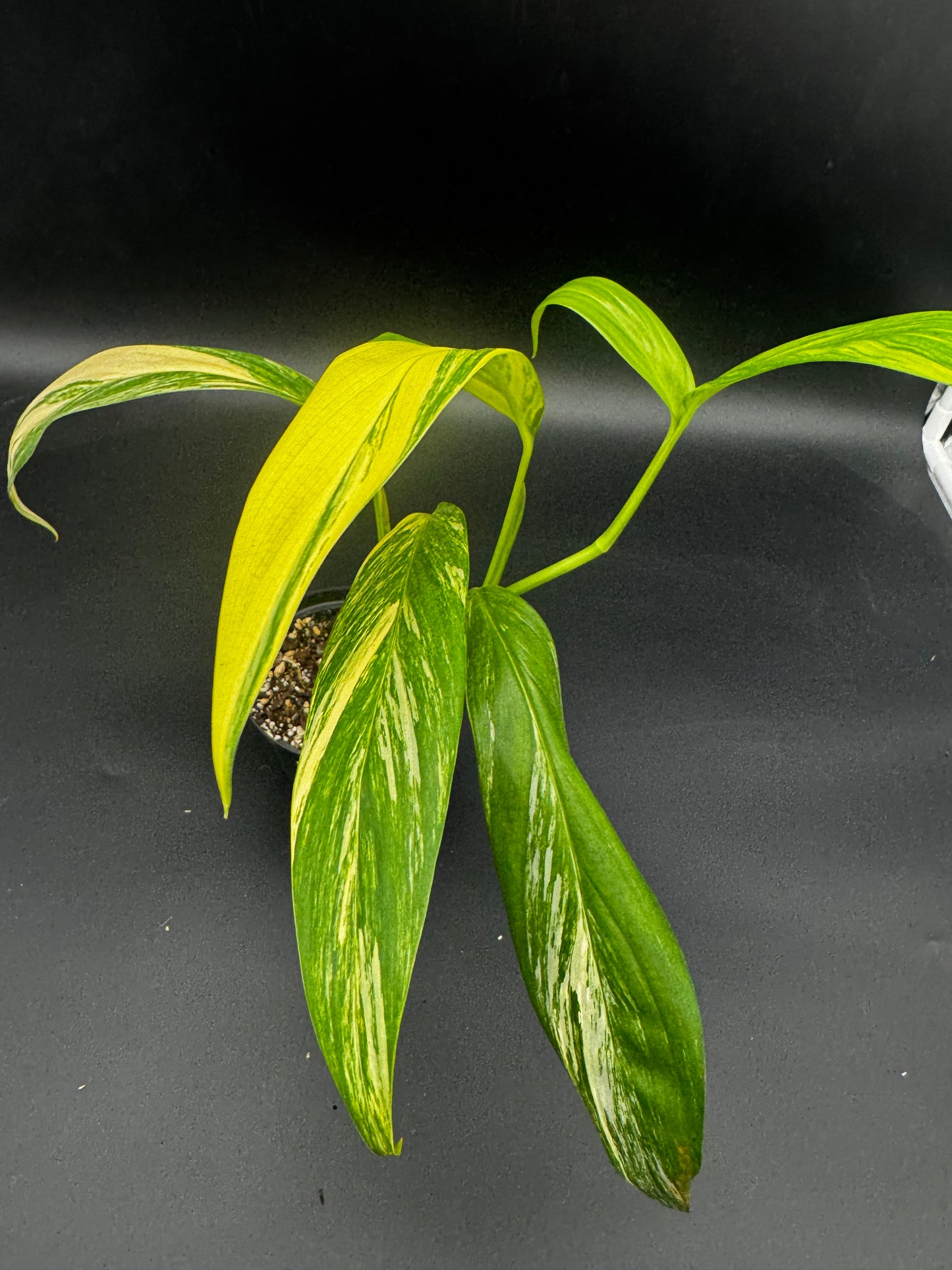 Epipremnum Amplissimum Aurea variegata