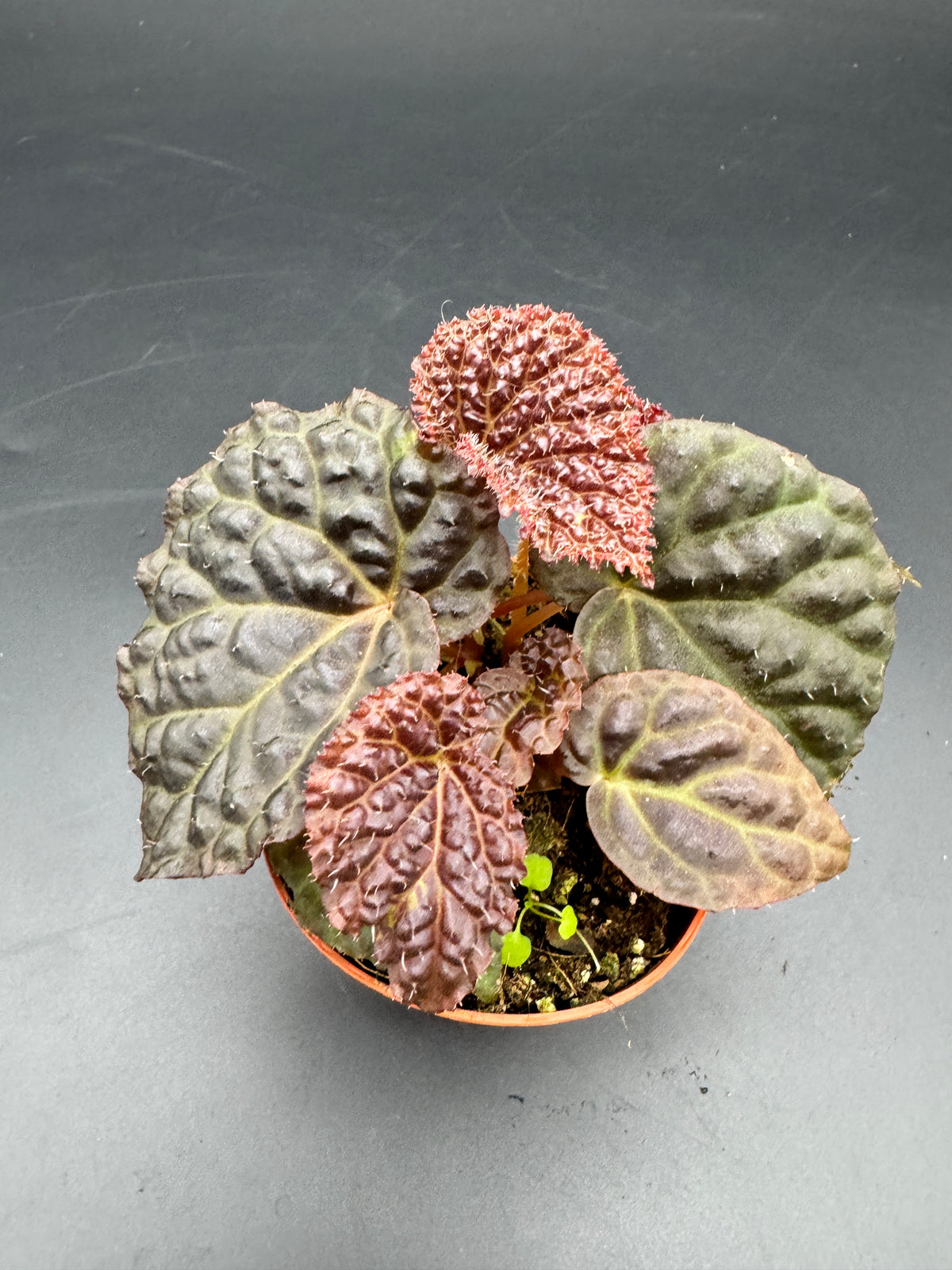 Begonia Black Mountain