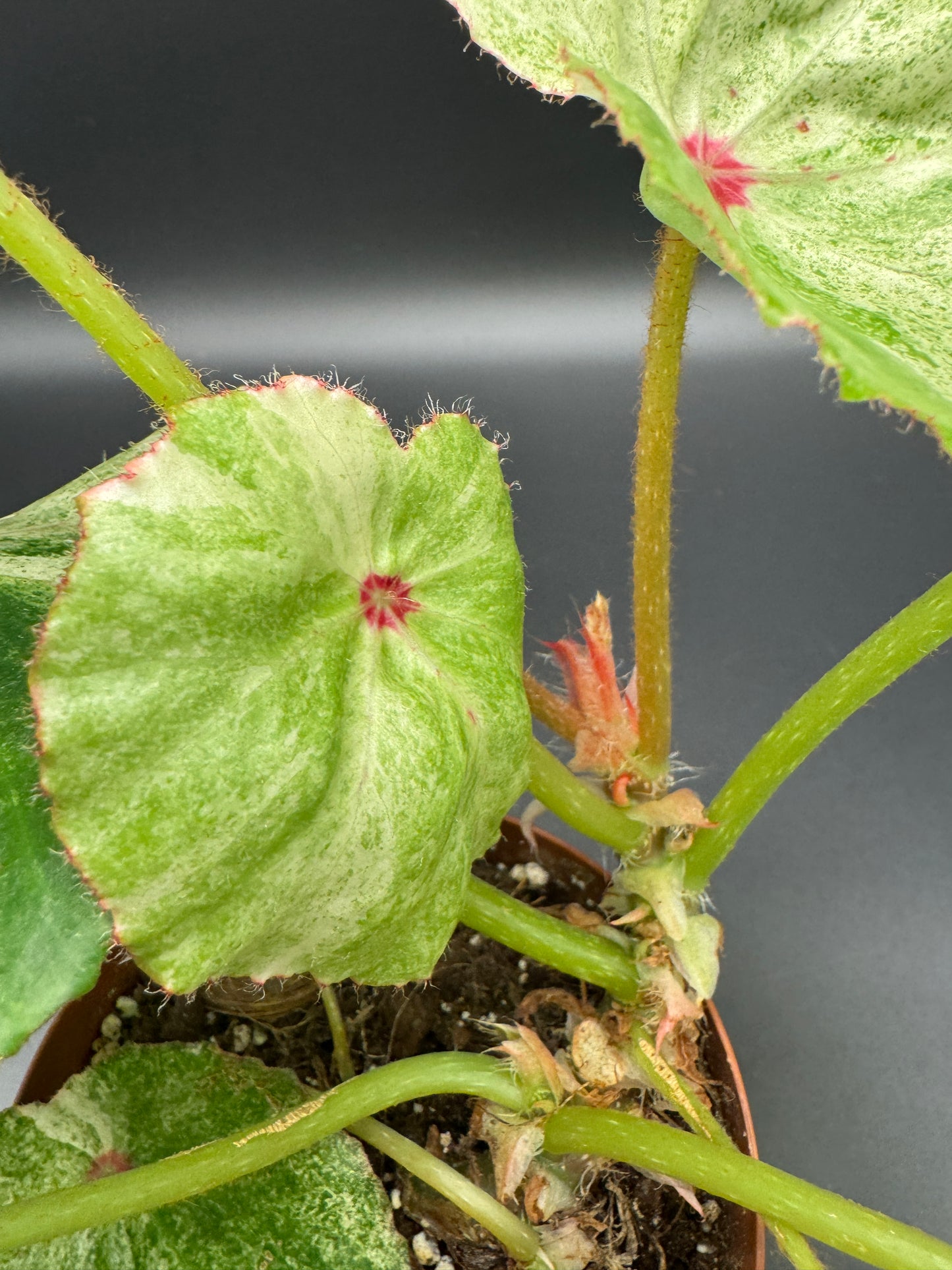 Begonia Rouge variegata