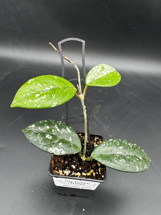 Hoya wilbur graves