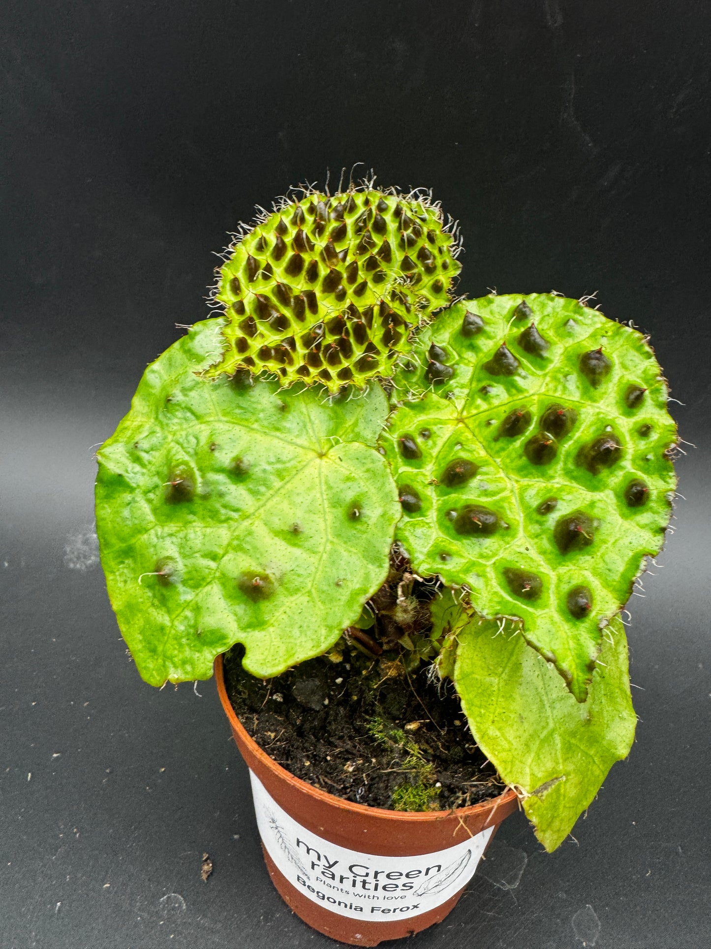 Begonia Ferox