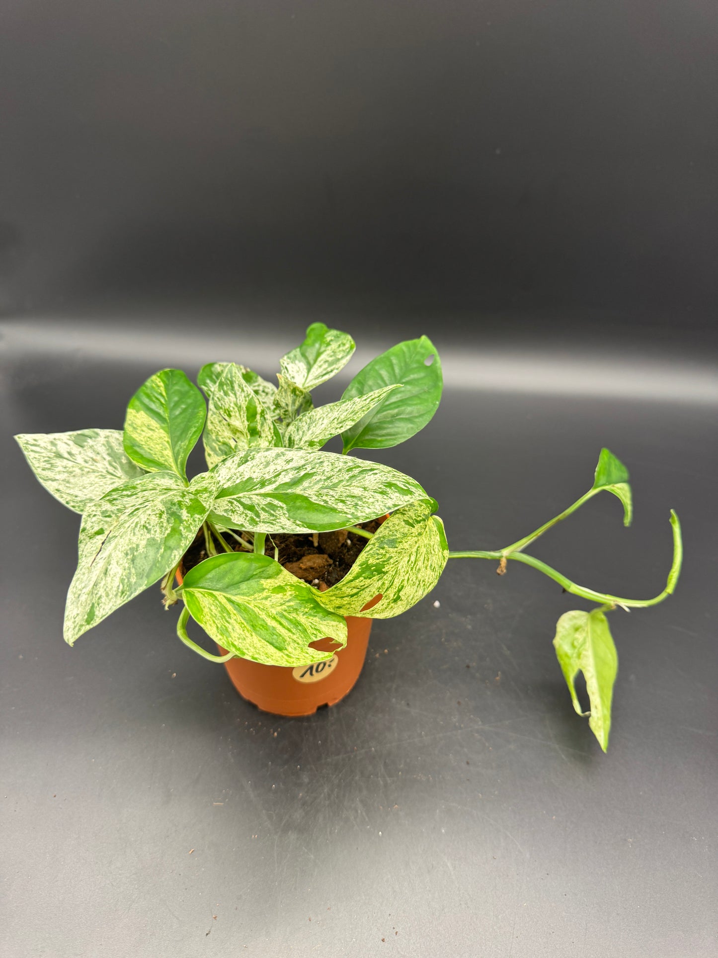 Epipremnum pinnatum Marble variegata