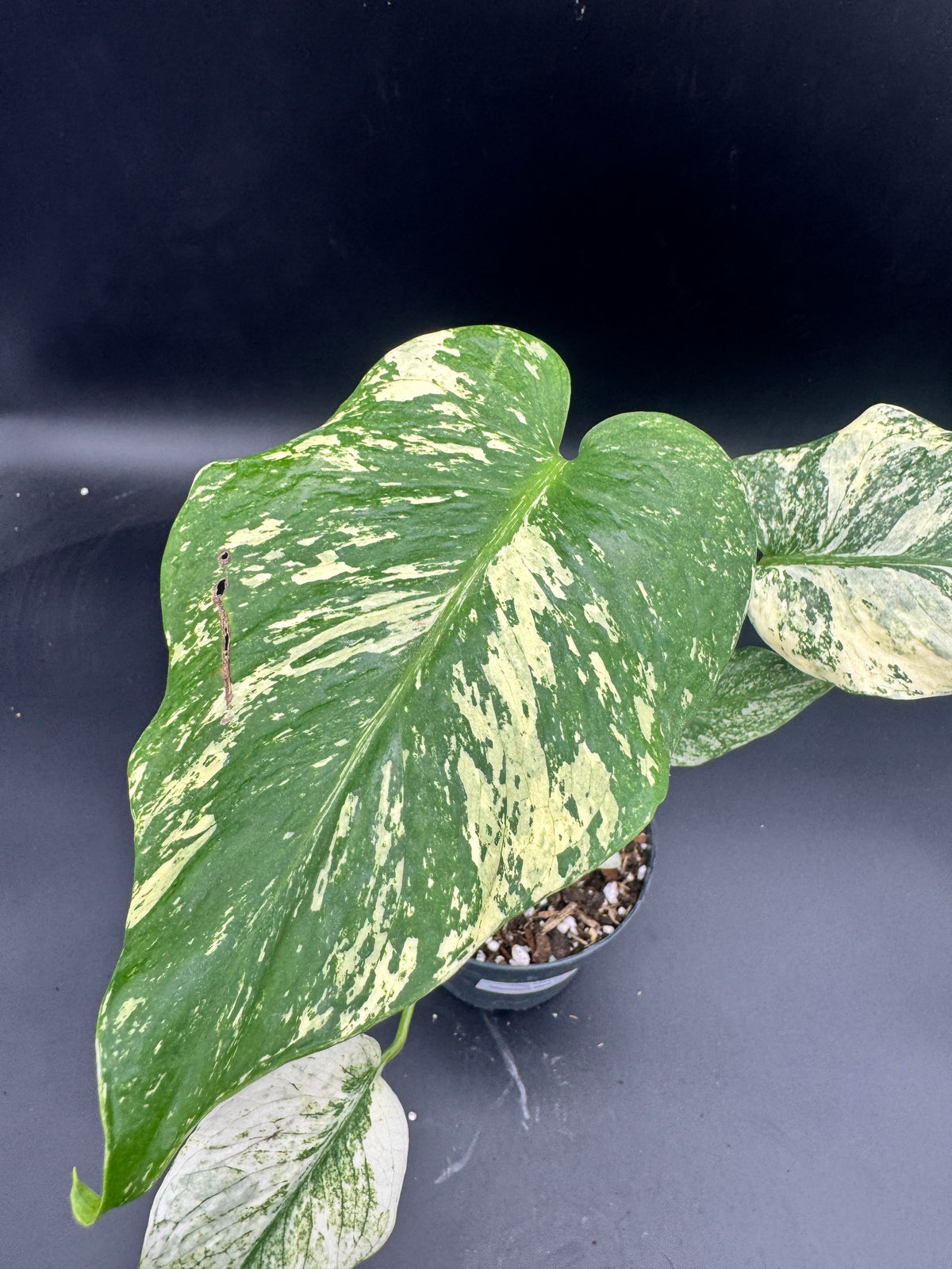Monstera Mint variegata