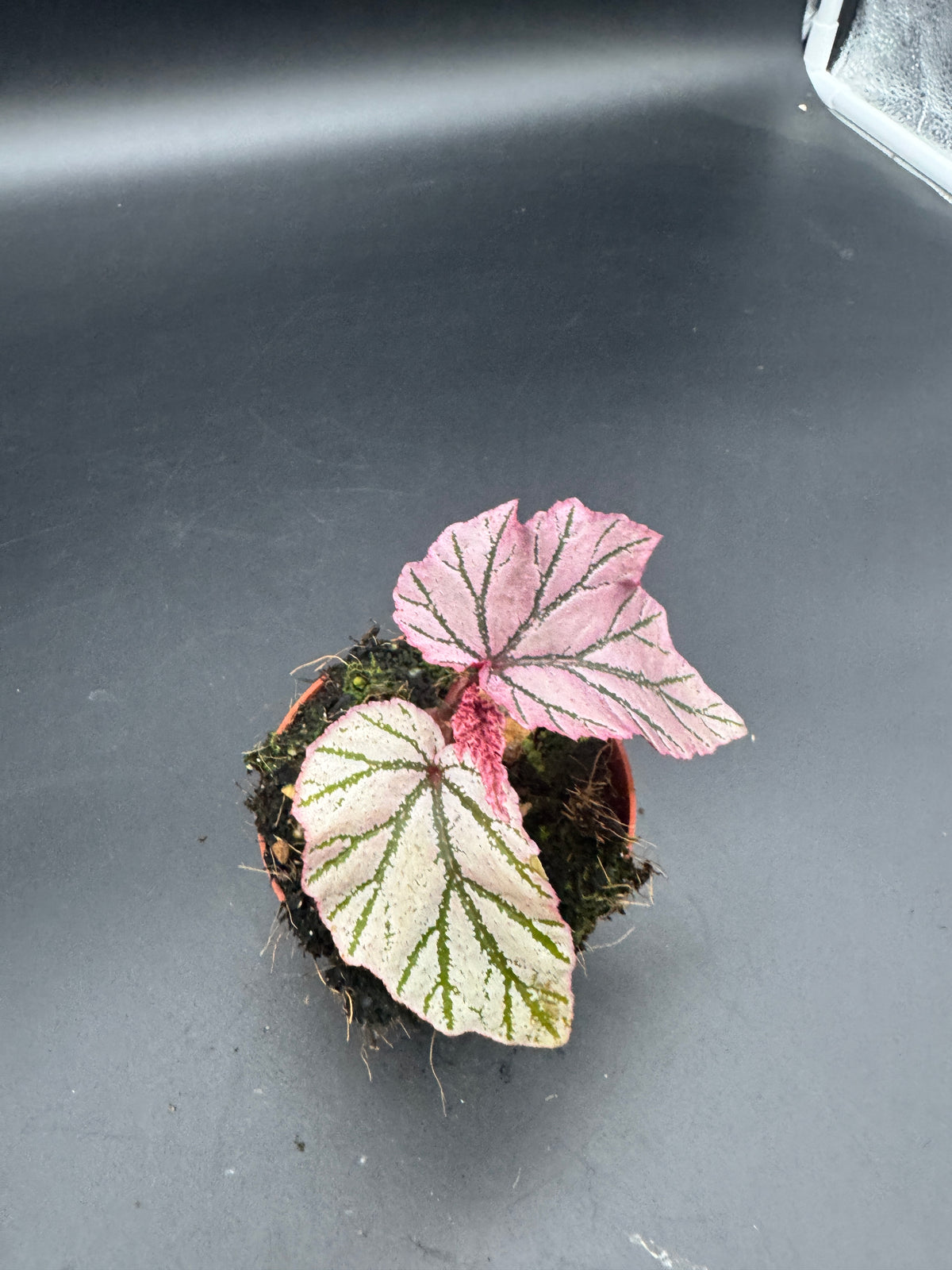 Begonia LaMoon