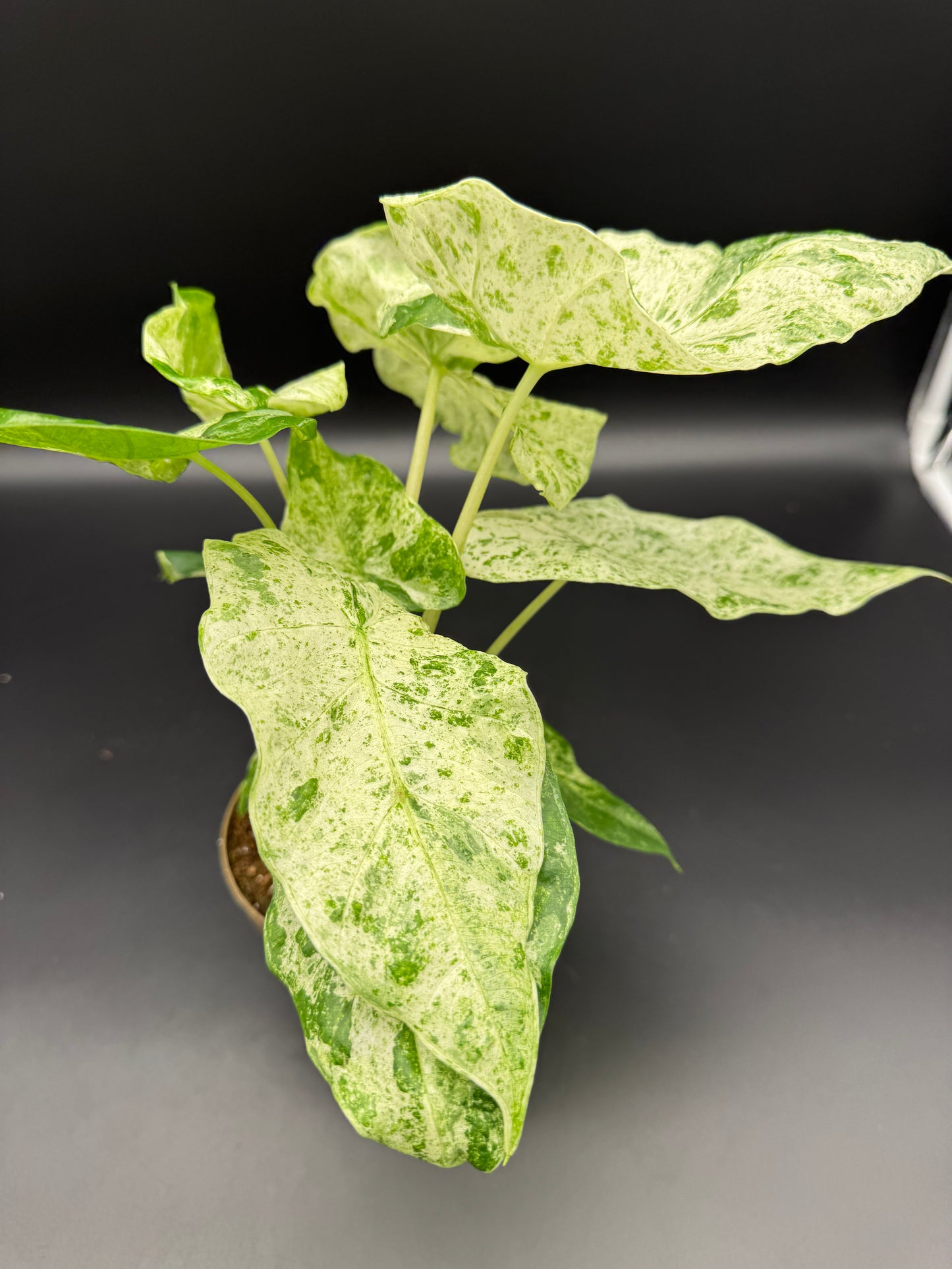Alocasia macrorrhizos 'Splash'