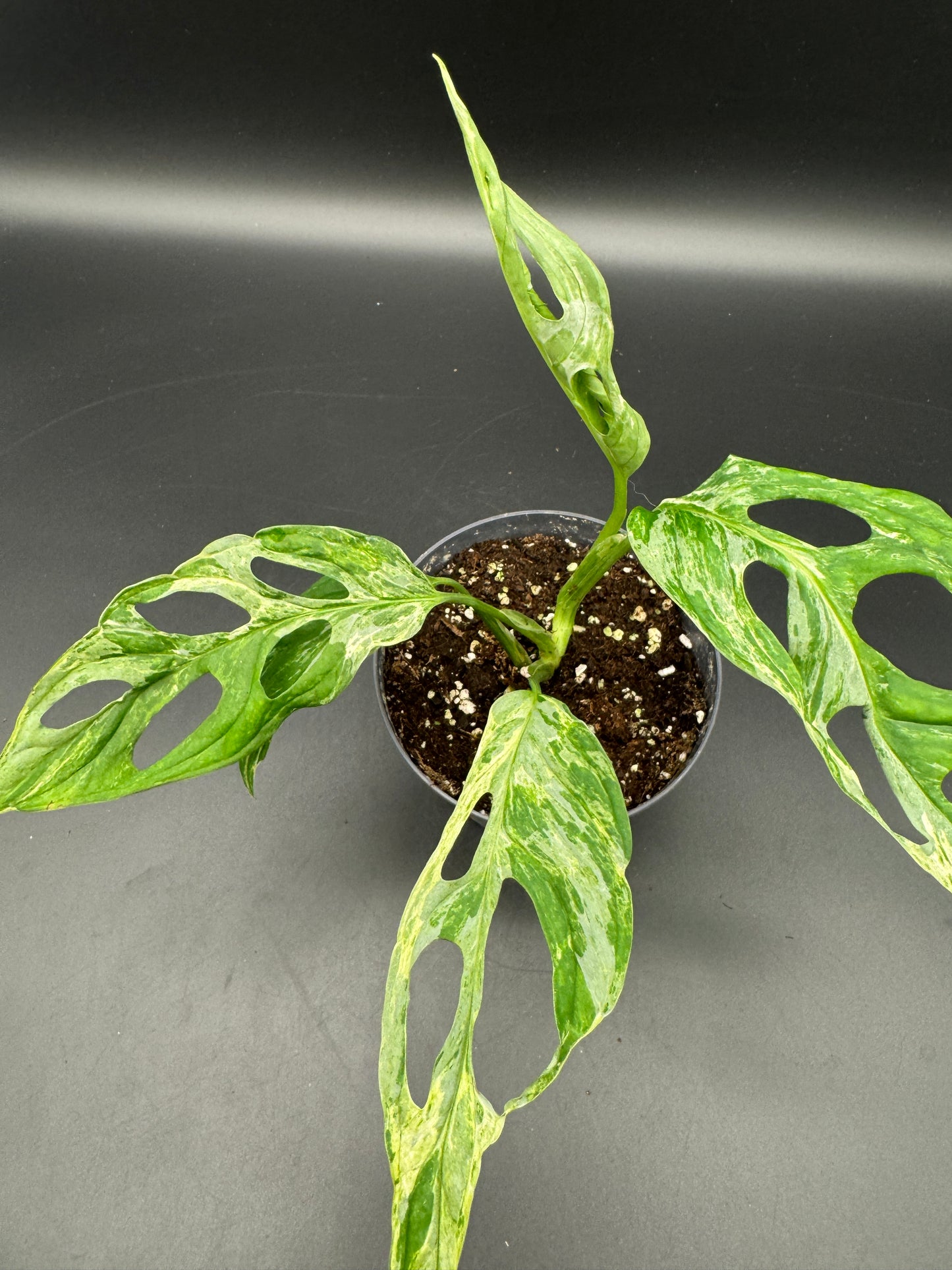 Monstera Adansonii Indonesien marble