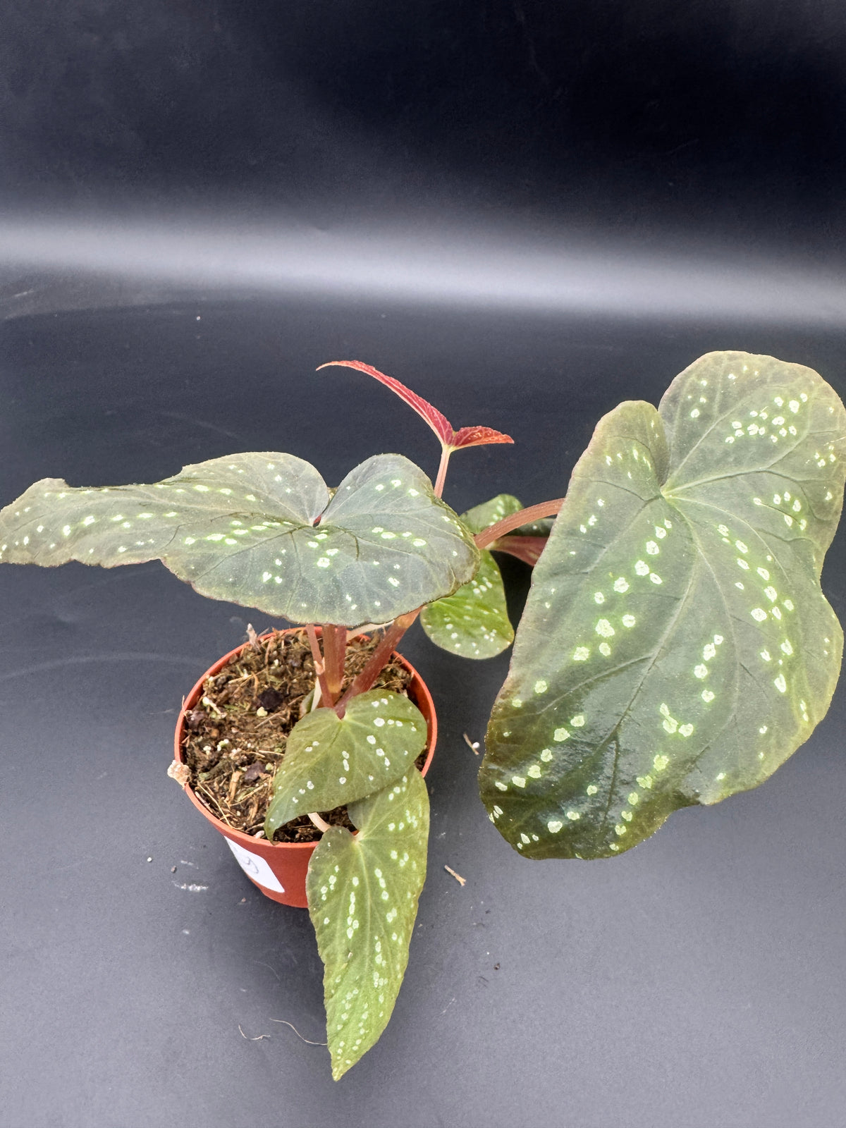 Begonia Pandora