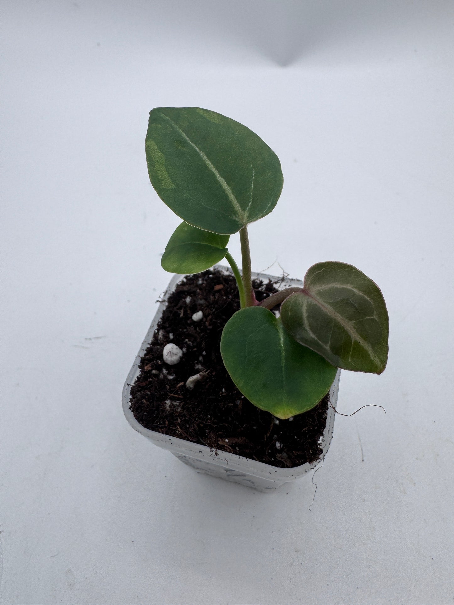 Anthurium Michelle x Michelle