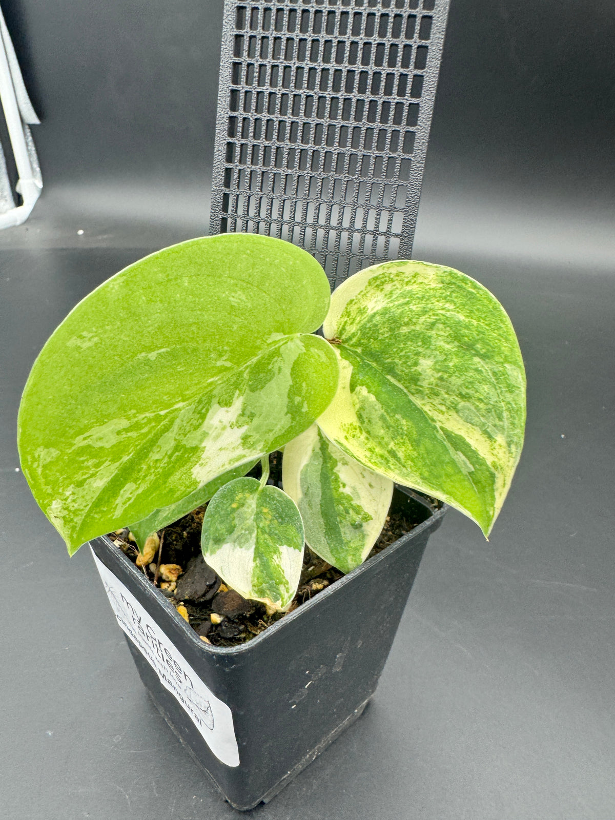 Scindapsus mangurai