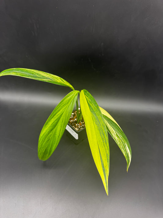 Epipremnum amplissimum Aurea variegata