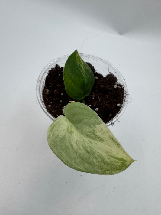 Scindapsus Mangurai