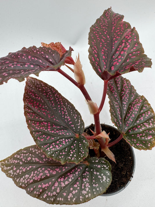 Begonia Angel Wings Benigo pink