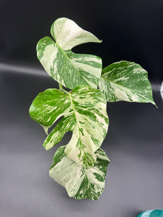 Monstera deliciosa variegata