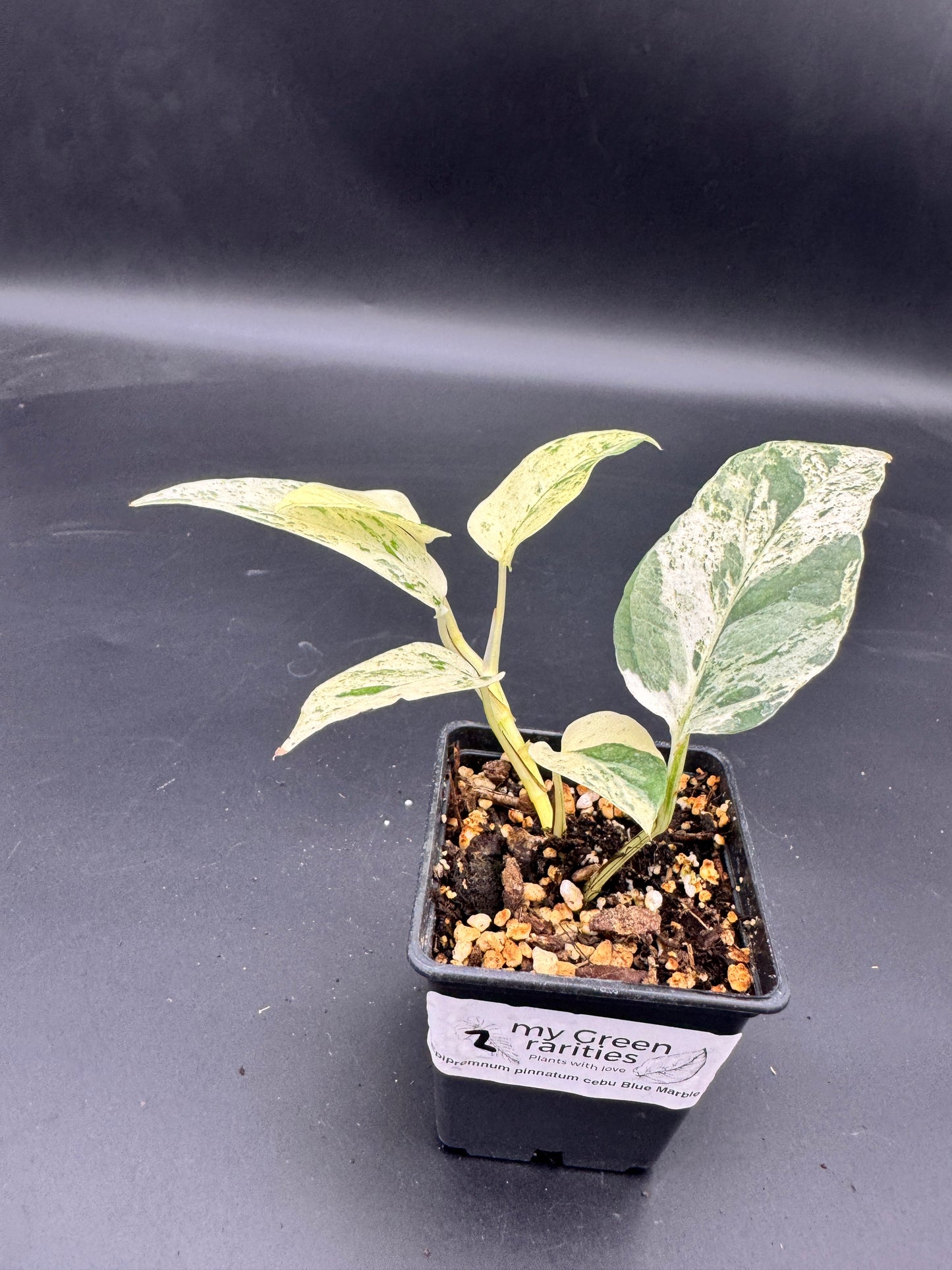 Epipremnum pinnatum Cebu Blue Marble variegata
