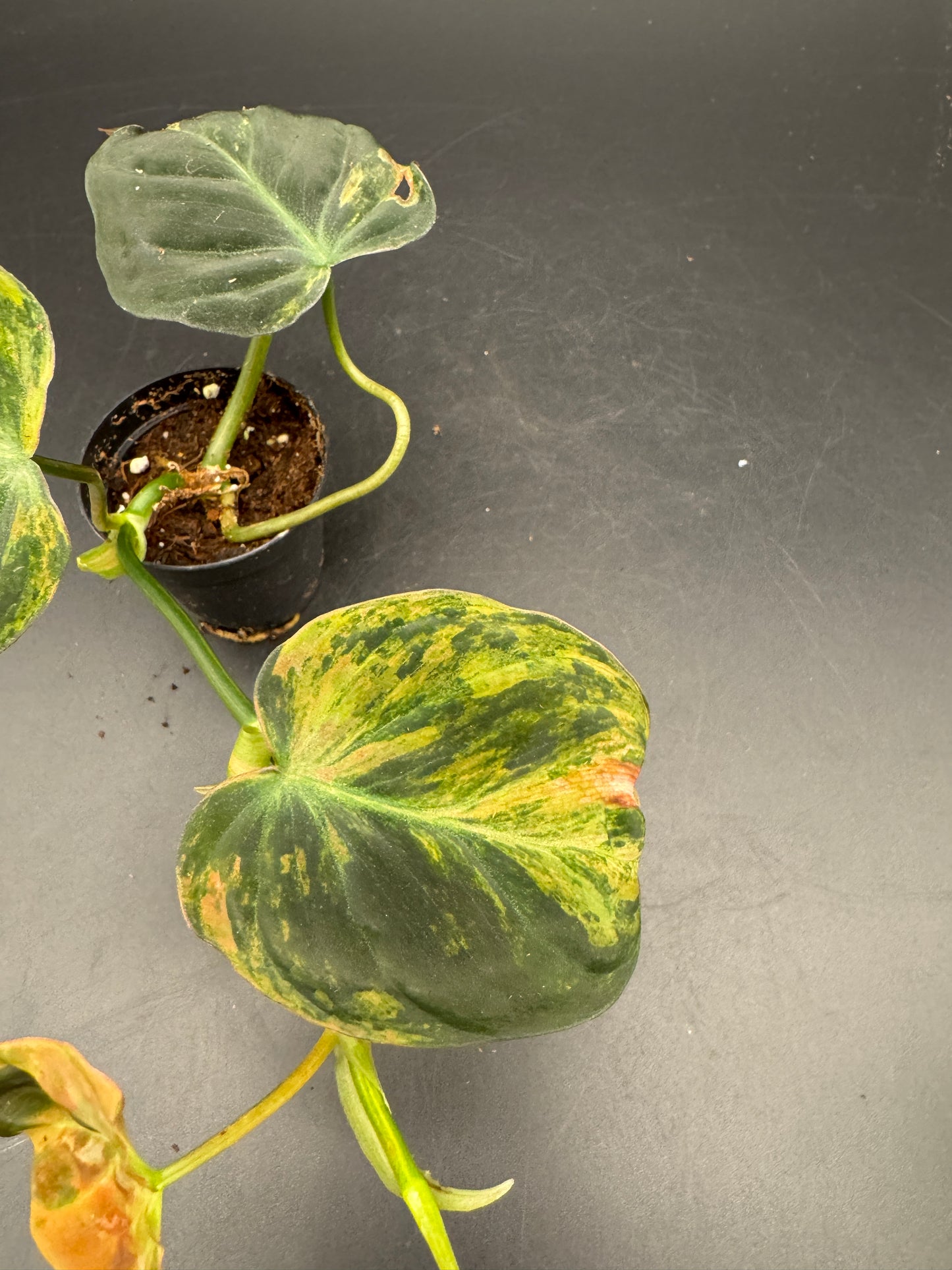 Philodendron micans variegata