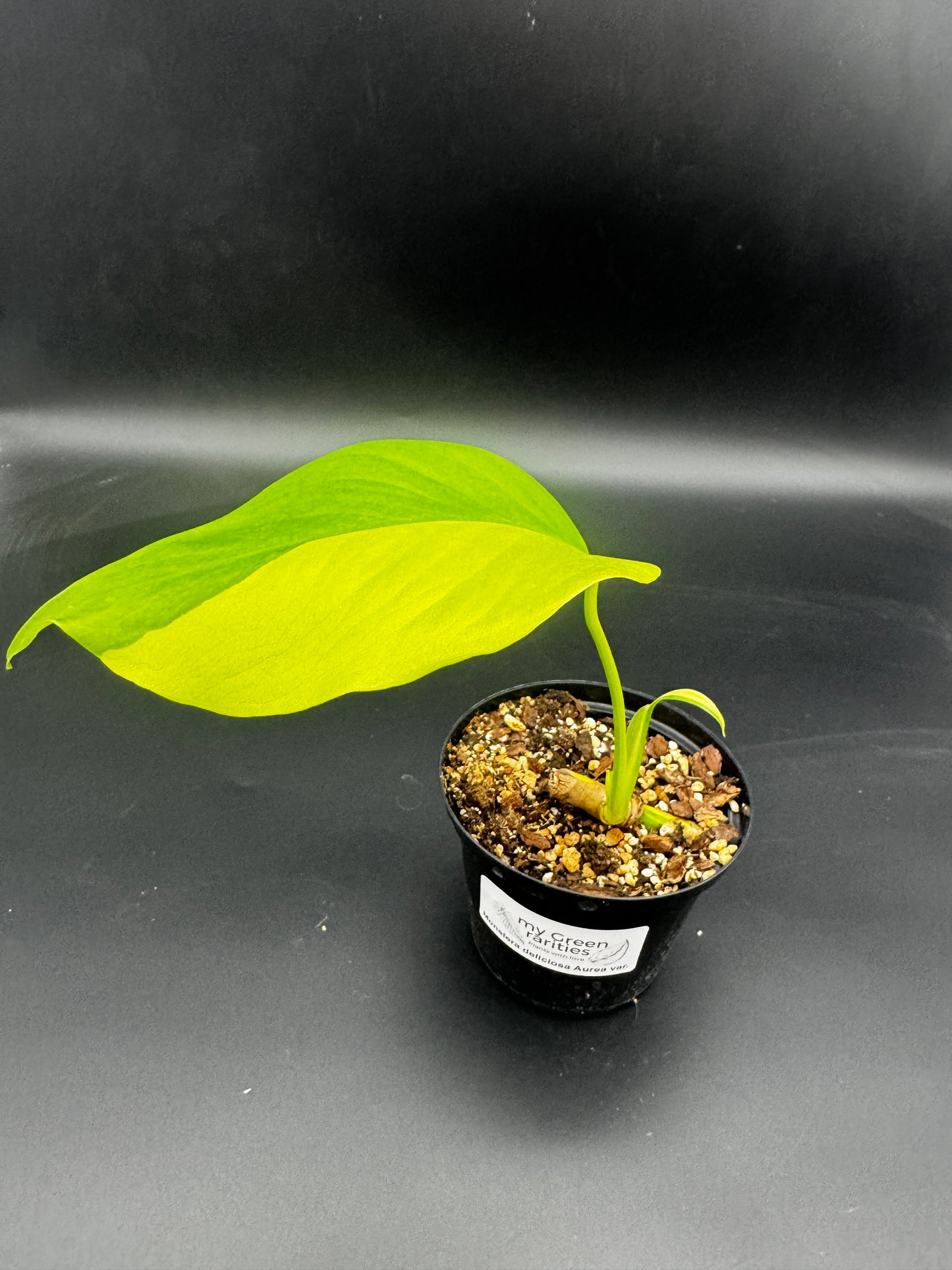 Monstera deliciosa Aurea