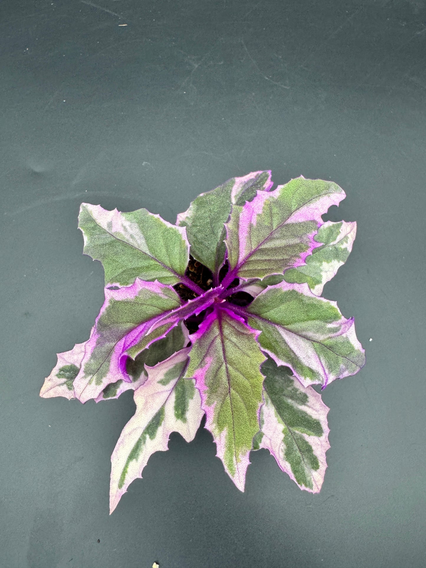Gynura Variegata