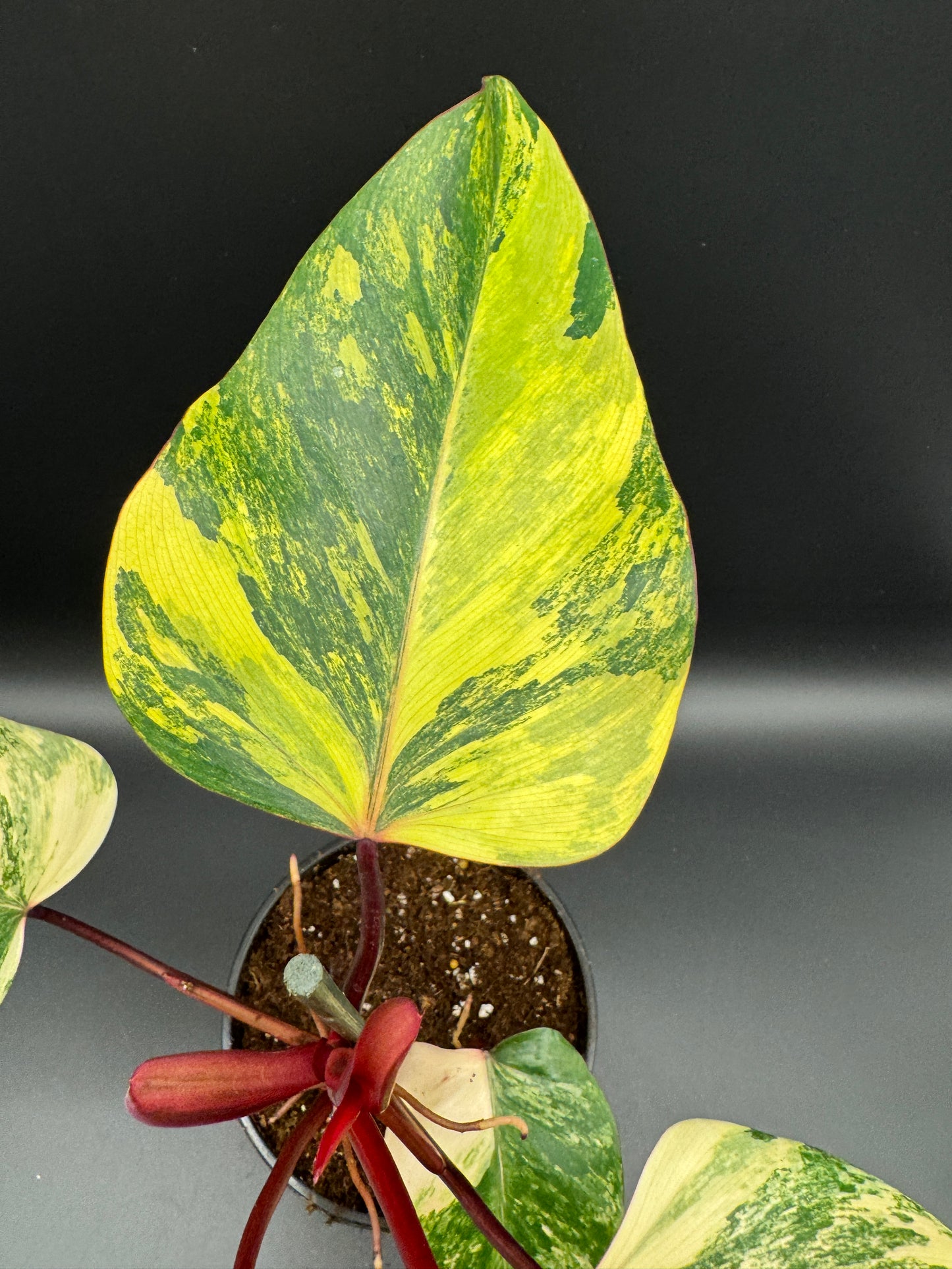 Philodendron Strawberry Shake