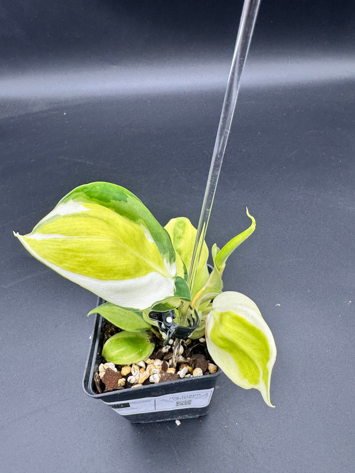 Philodendron cream splash
