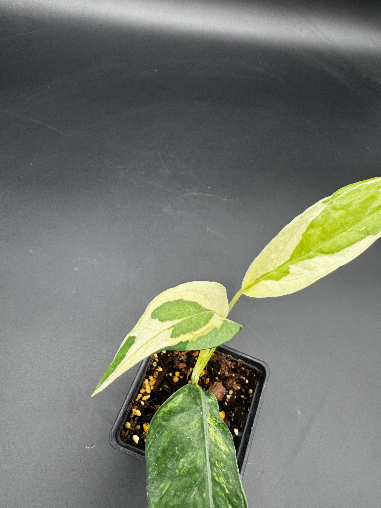 Epipremnum pinnatum Ghostie
