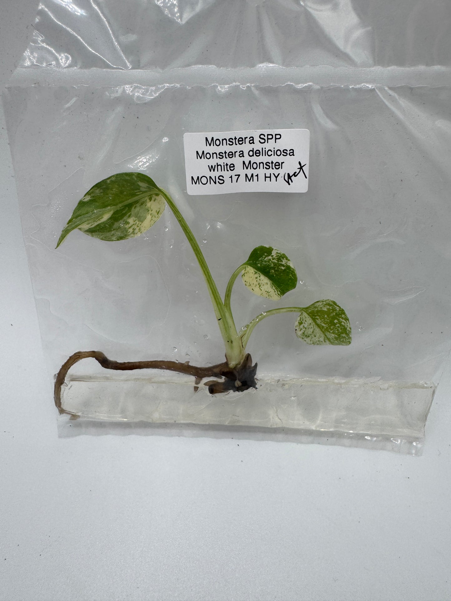 Monstera deliciosa white Monster TC