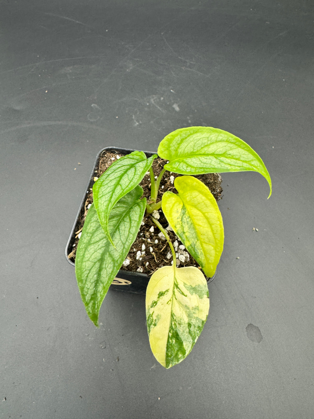 Monstera siltepecana Aurea