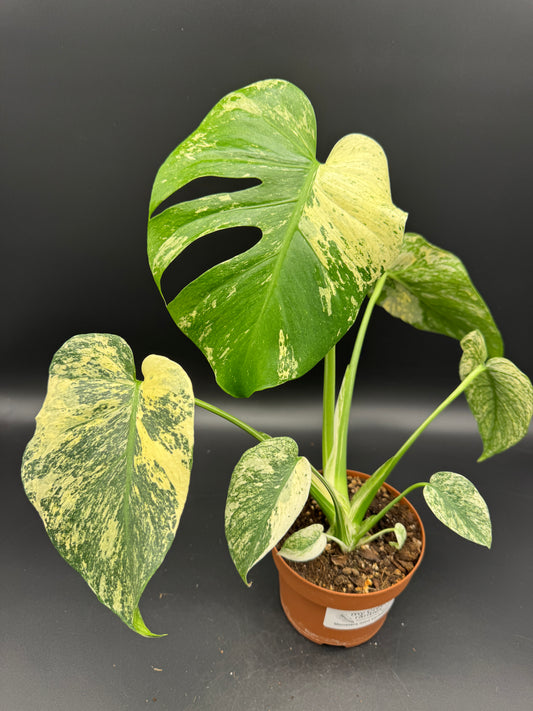 Monstera deliciosa mint variegata