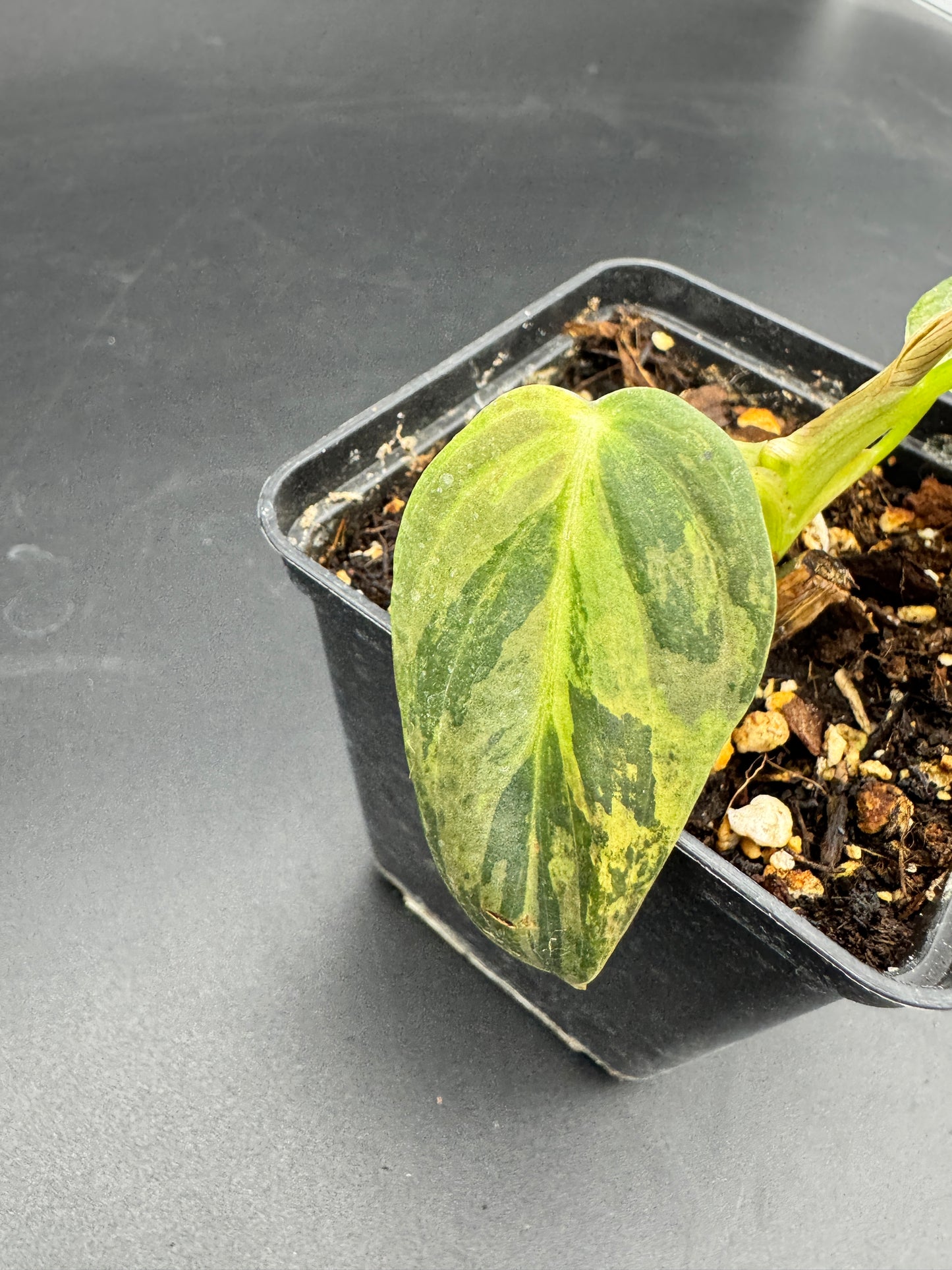 Philodendron melanochrysum variegata