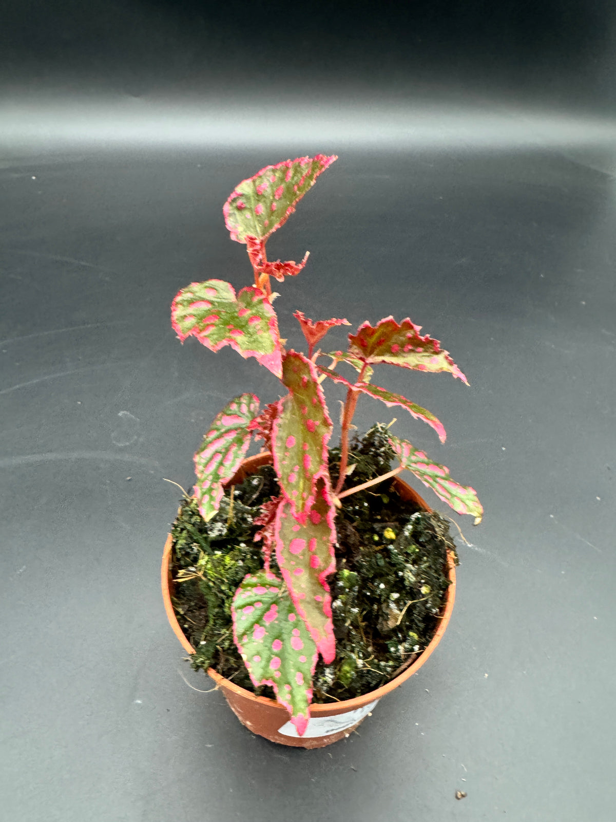 Begonia Pink Lady