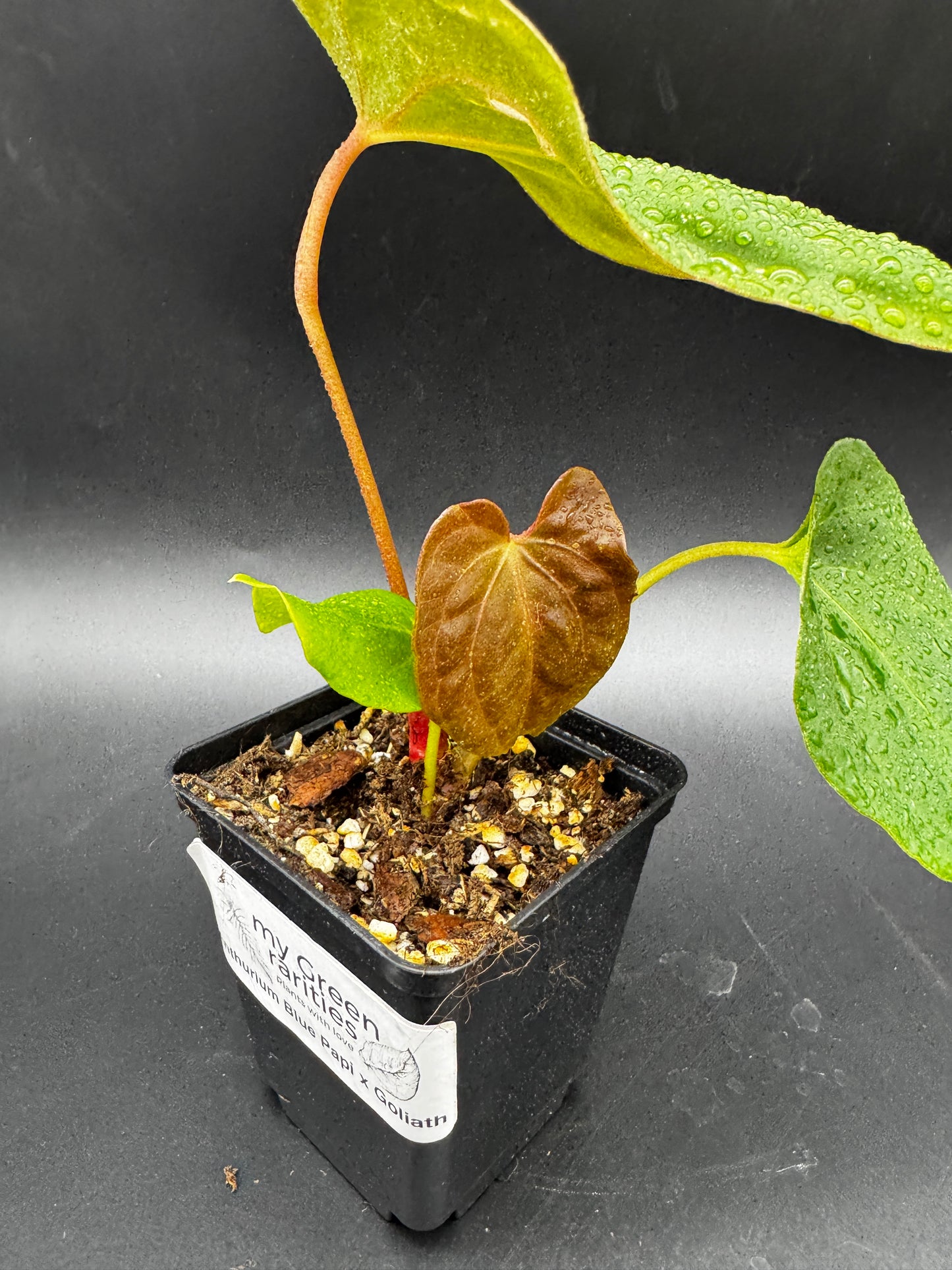 Anthurium Blue Papi X Goliath
