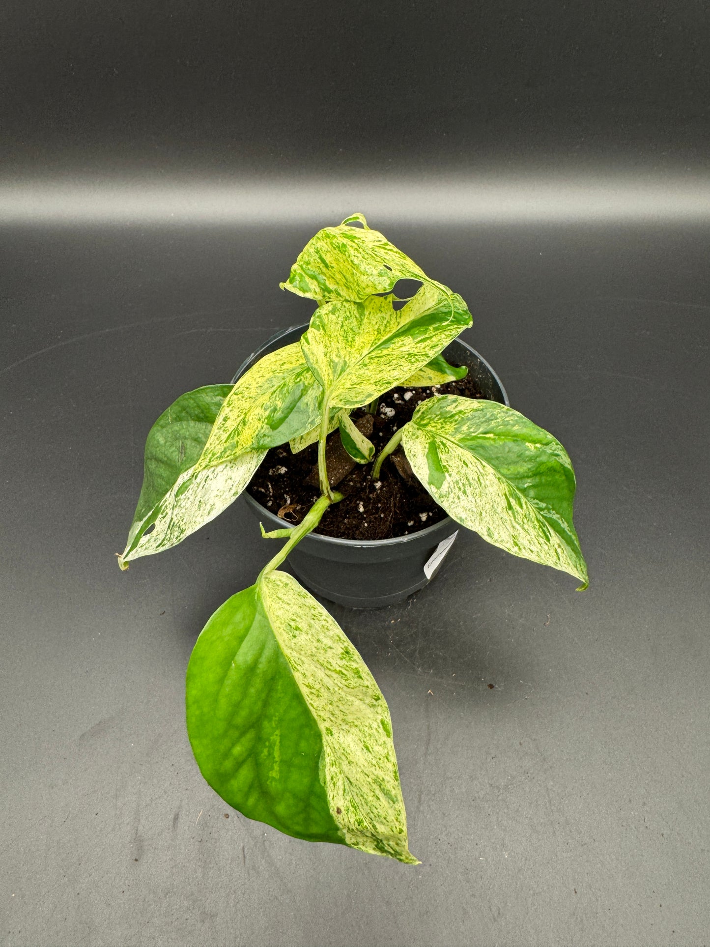 Epipremnum pinnatum Marble variegata