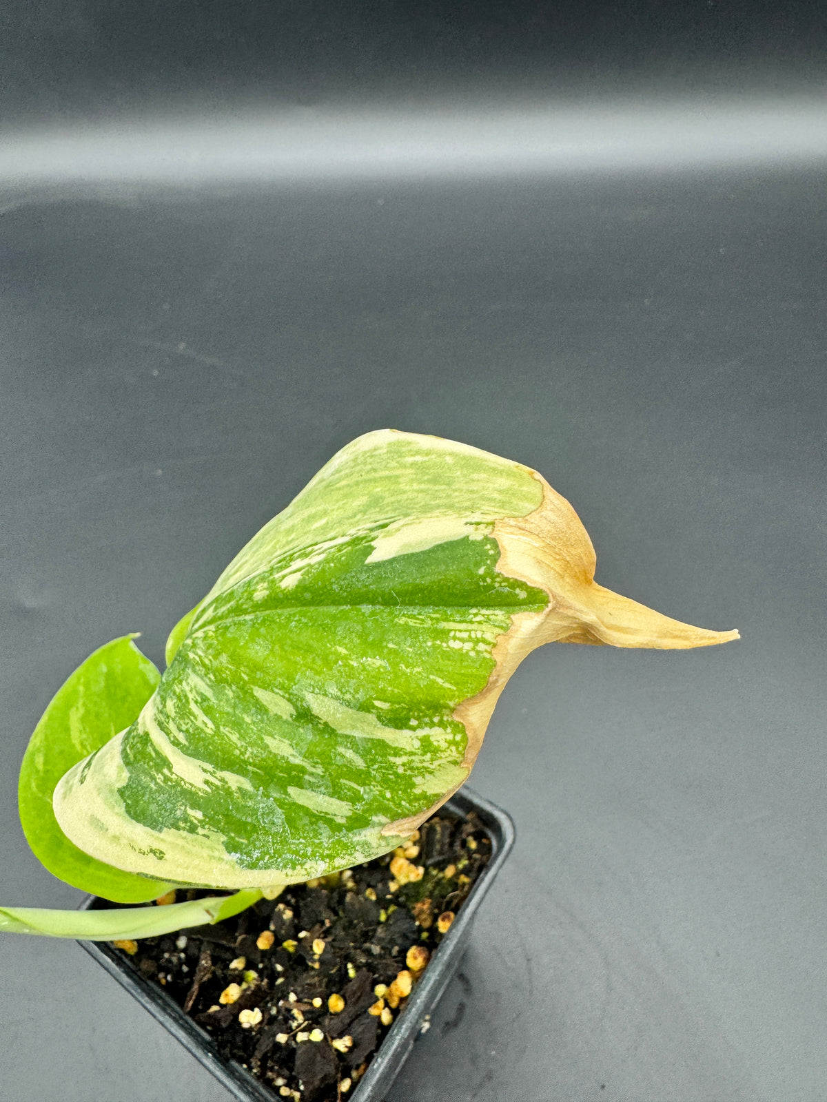 Scindapsus treubii moonlight Tricolor