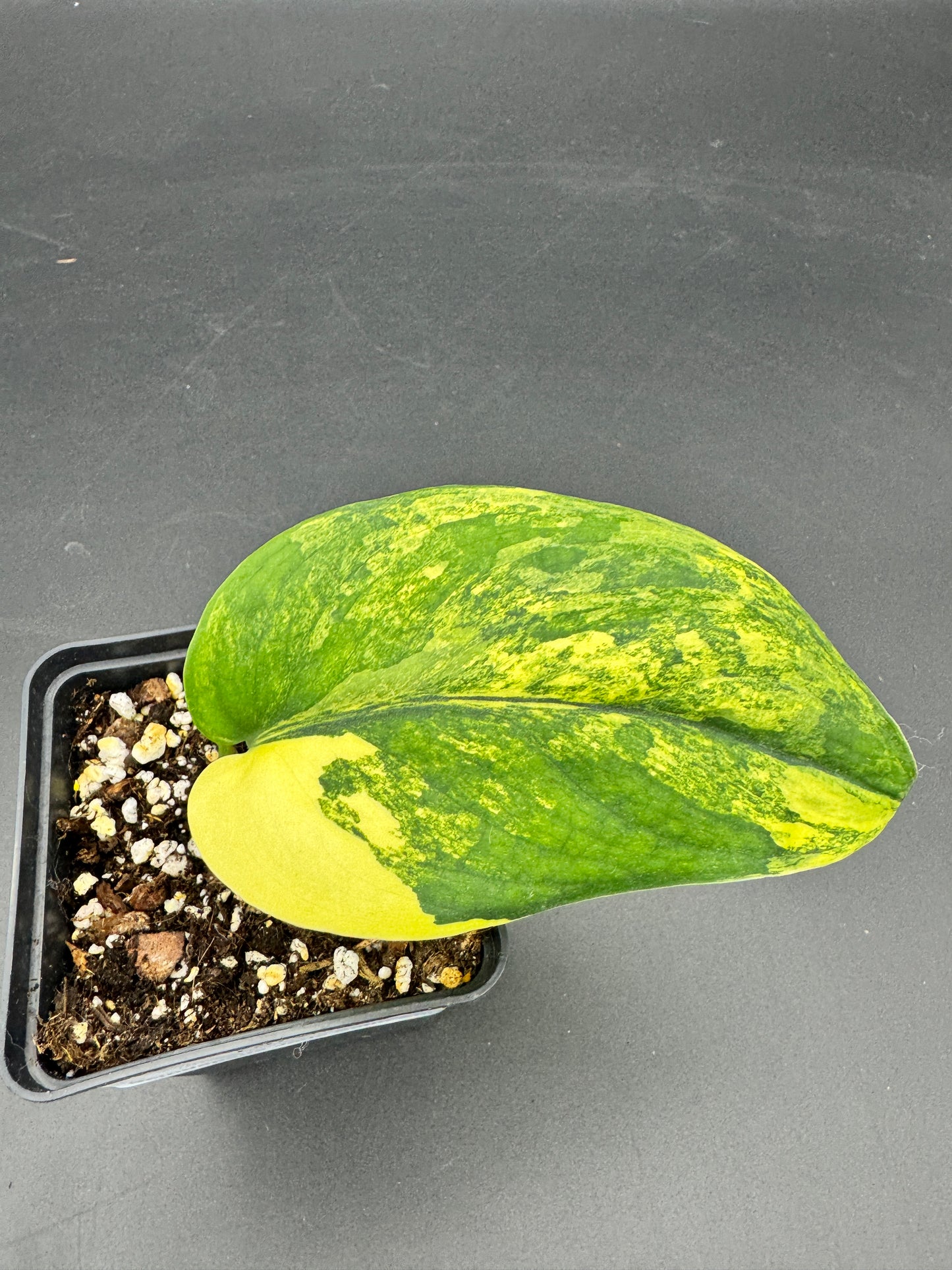 Scindapsus Jade Satin Aurea