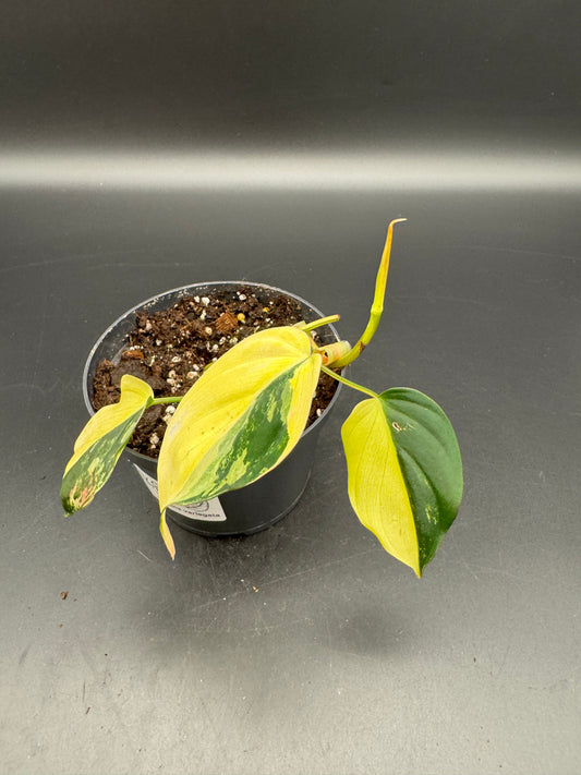 Philodendron micans variegata