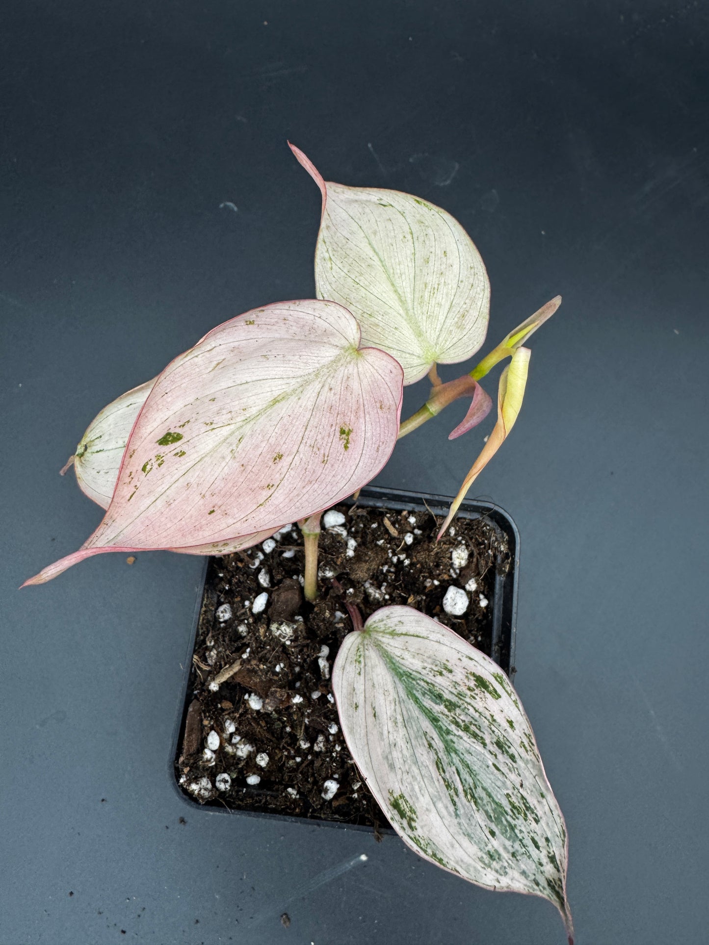 Philodendron micans pink marble variegata