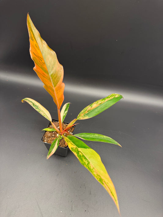 Philodendron caramel Marble variegata