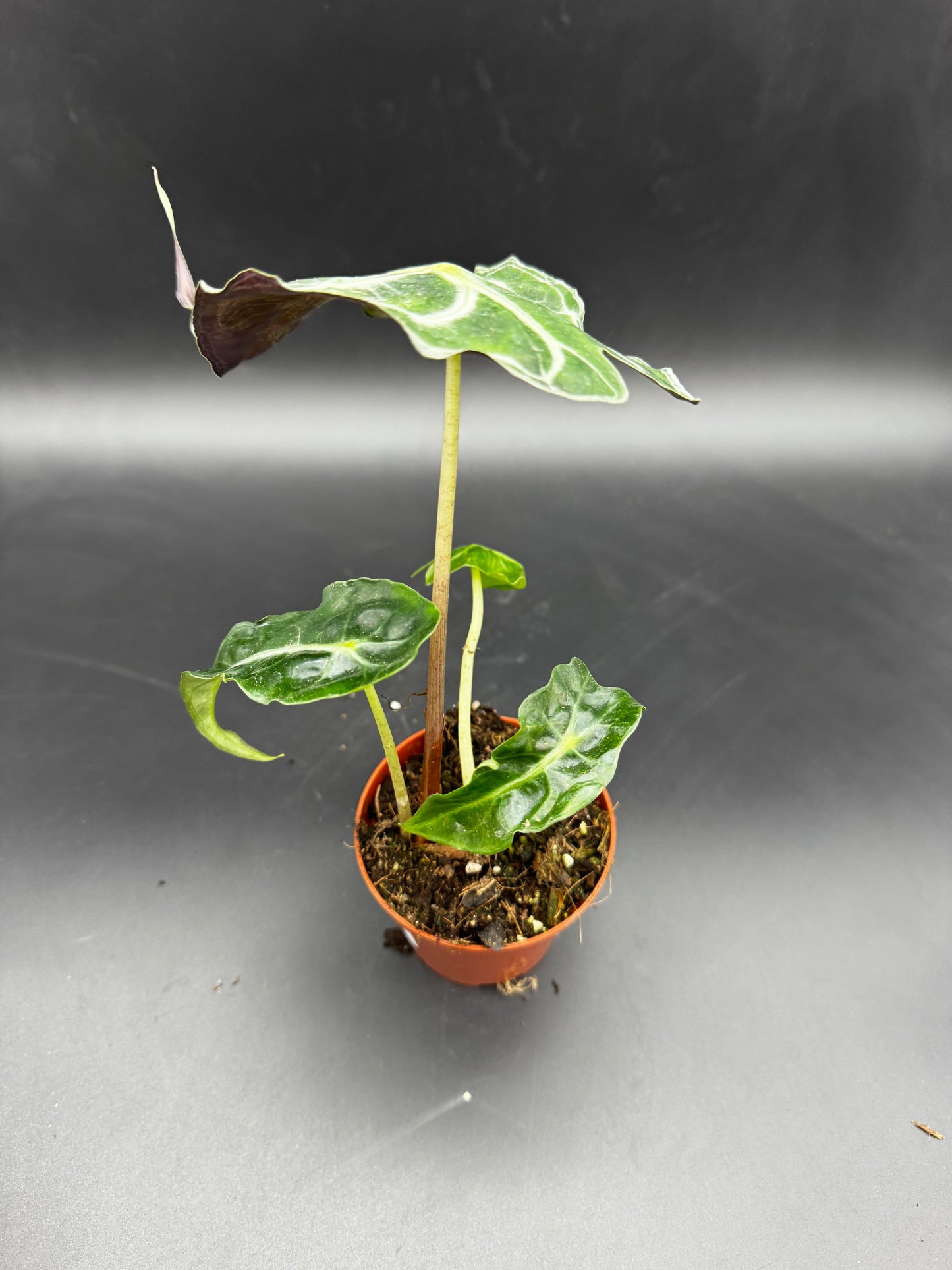 Alocasia Venom