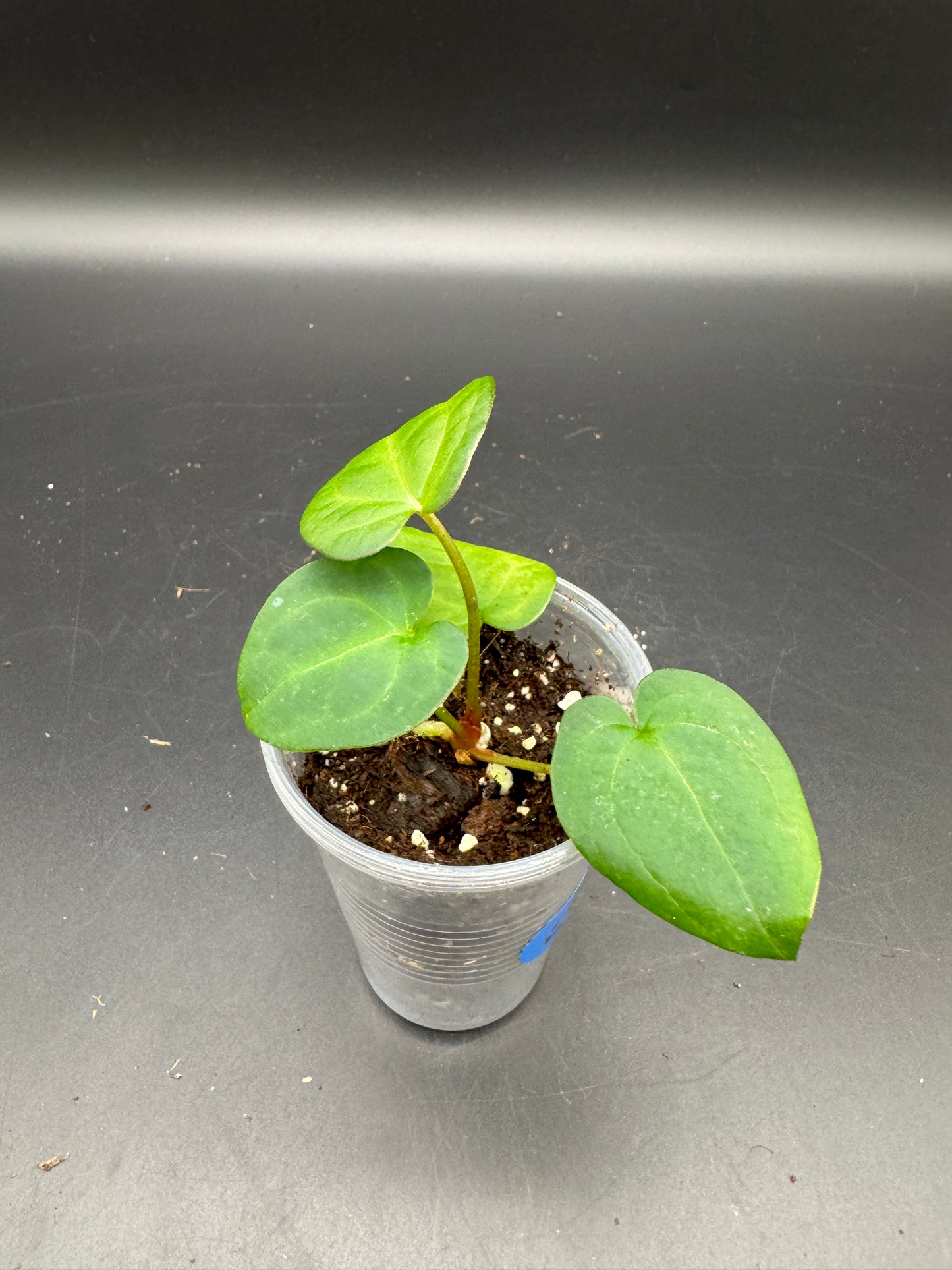 AoS dfxPapi 'IL' X AoS dfxgf