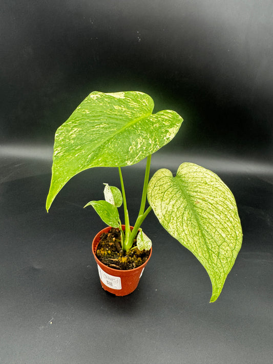 Monstera Mint variegata